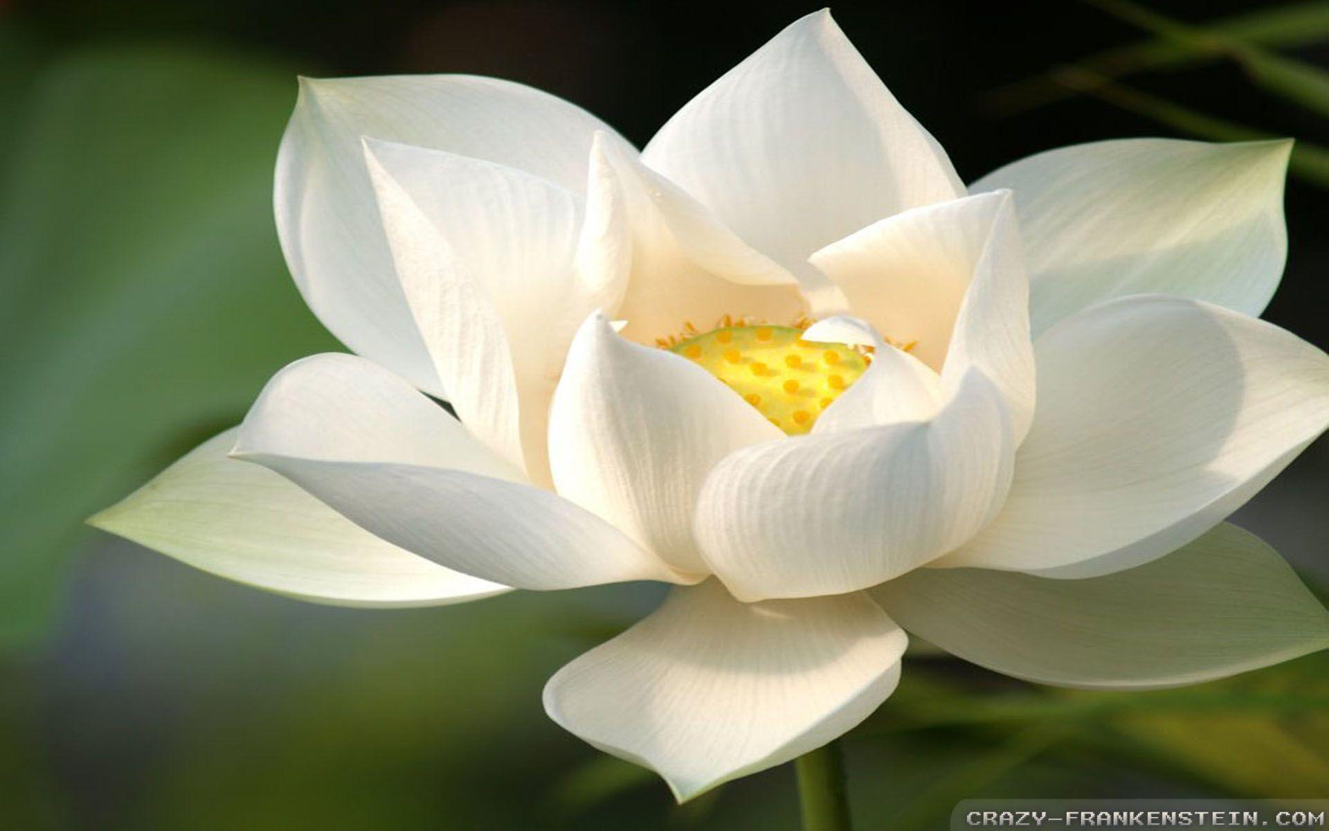 White Lotus Wallpapers Top Free White Lotus Backgrounds WallpaperAccess