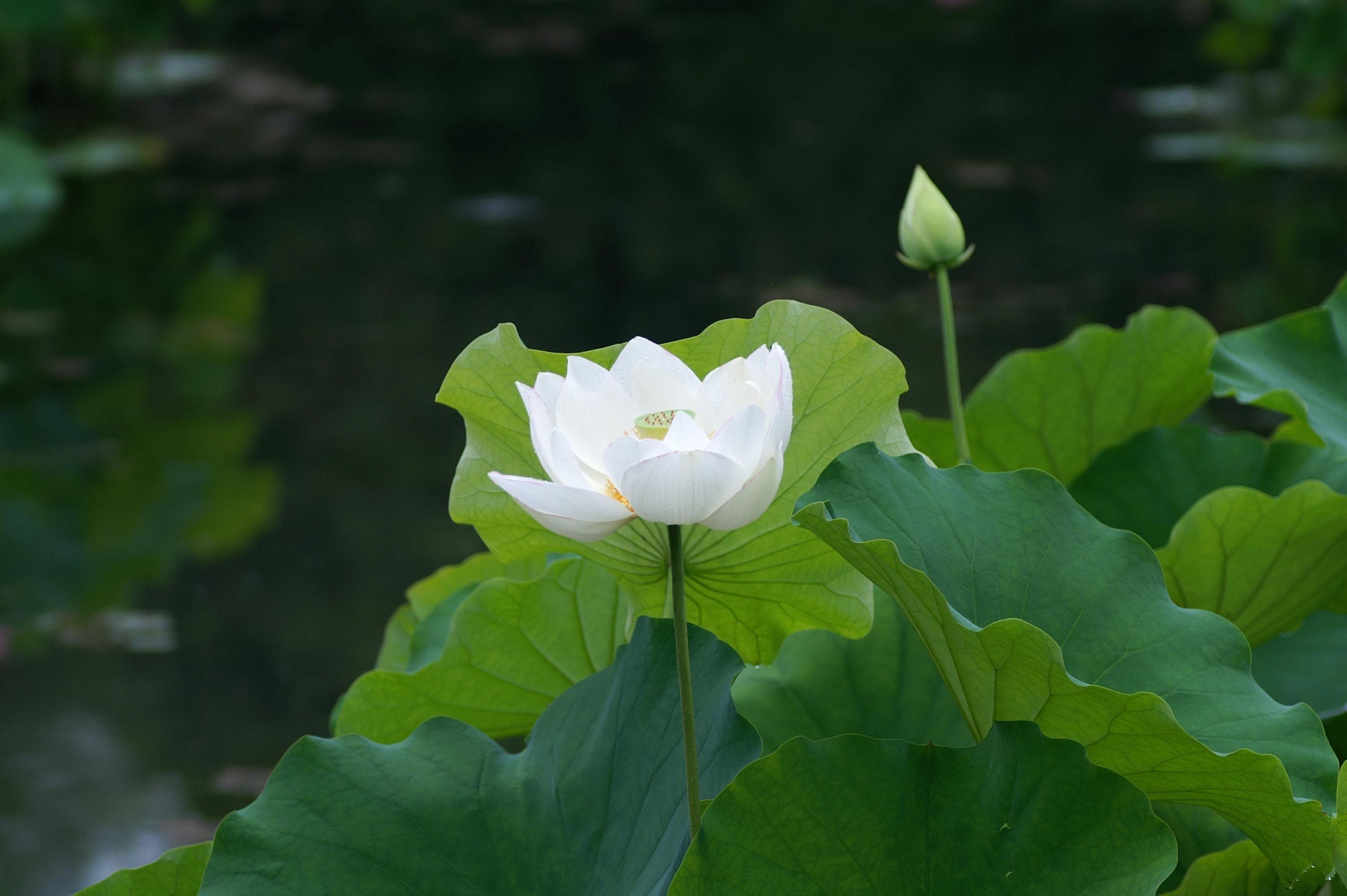 White Lotus Wallpapers Top Free White Lotus Backgrounds WallpaperAccess