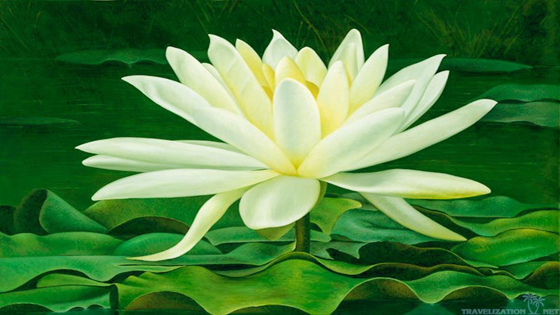 White Lotus Wallpapers Top Free White Lotus Backgrounds WallpaperAccess