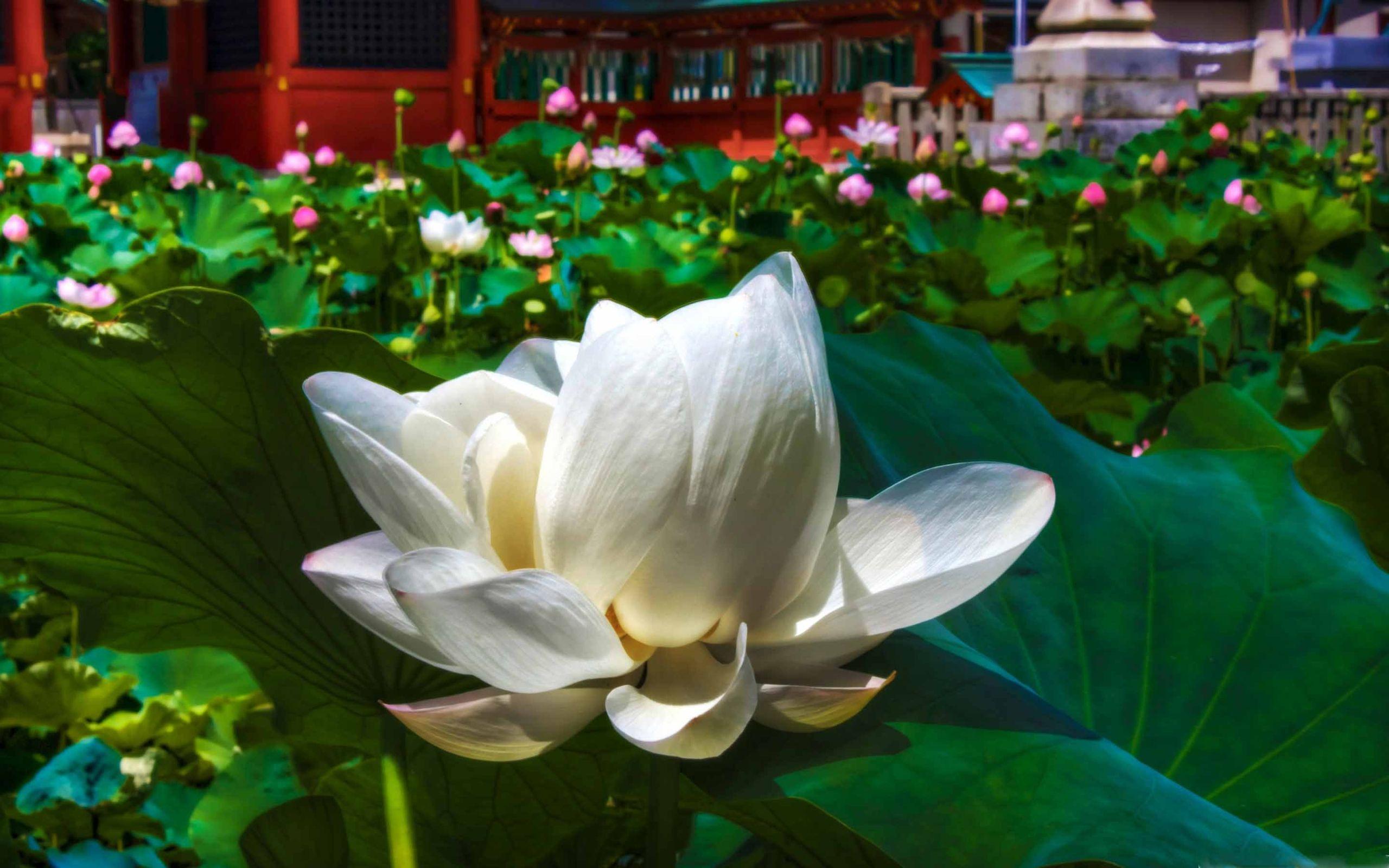 White Lotus Wallpapers Top Free White Lotus Backgrounds WallpaperAccess