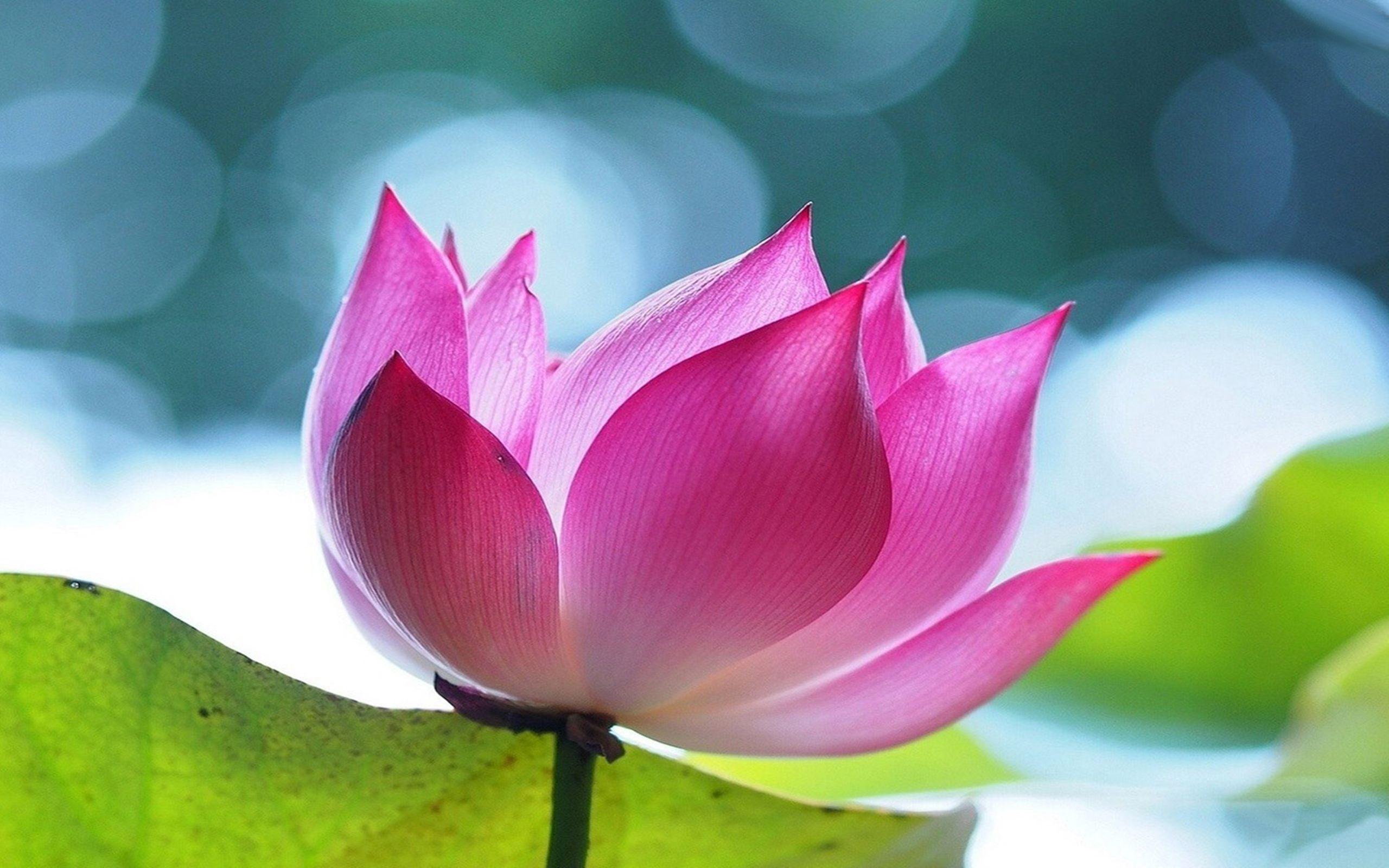 Pink Lotus Wallpapers Top Free Pink Lotus Backgrounds WallpaperAccess
