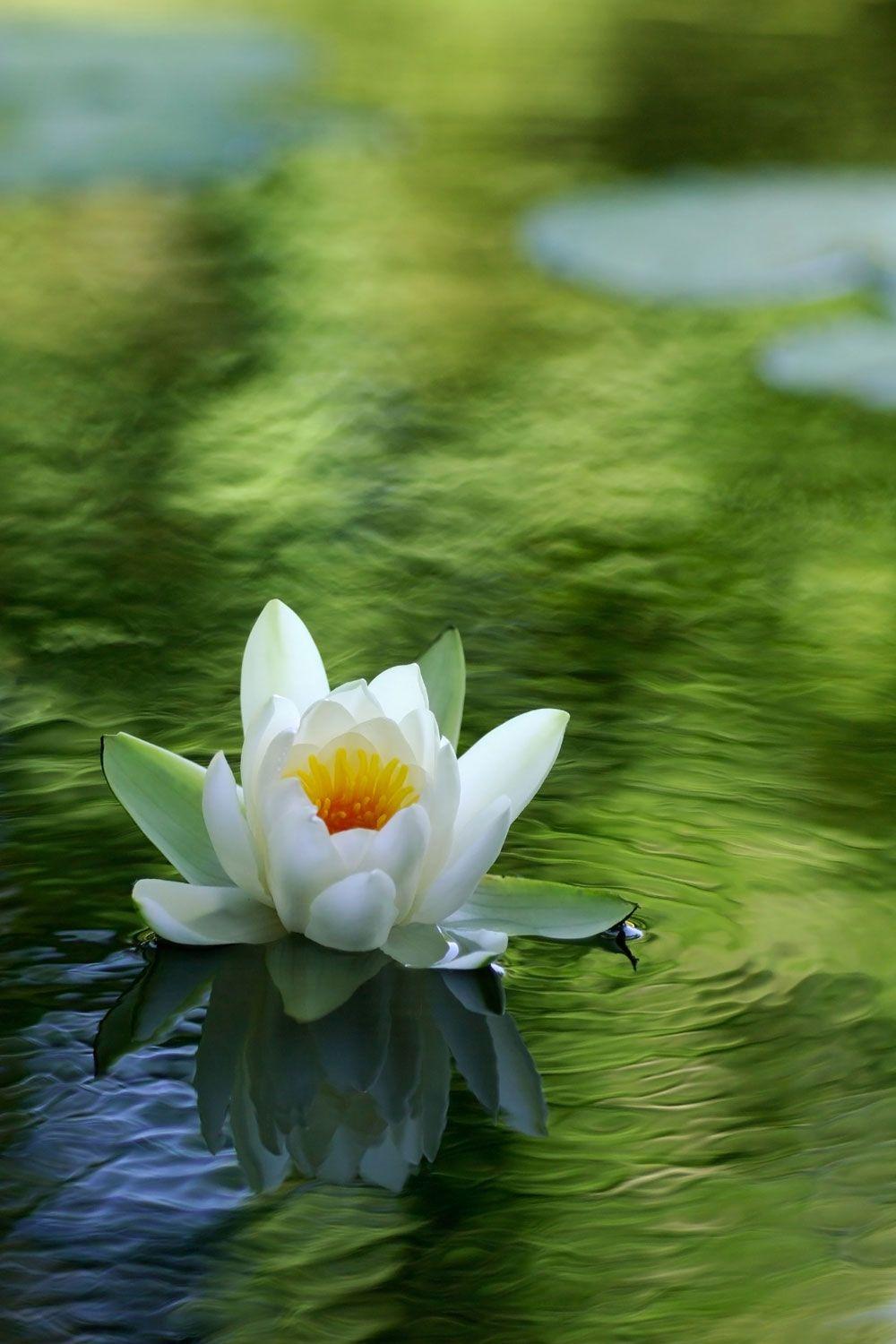 White Lotus Wallpapers Top Free White Lotus Backgrounds WallpaperAccess