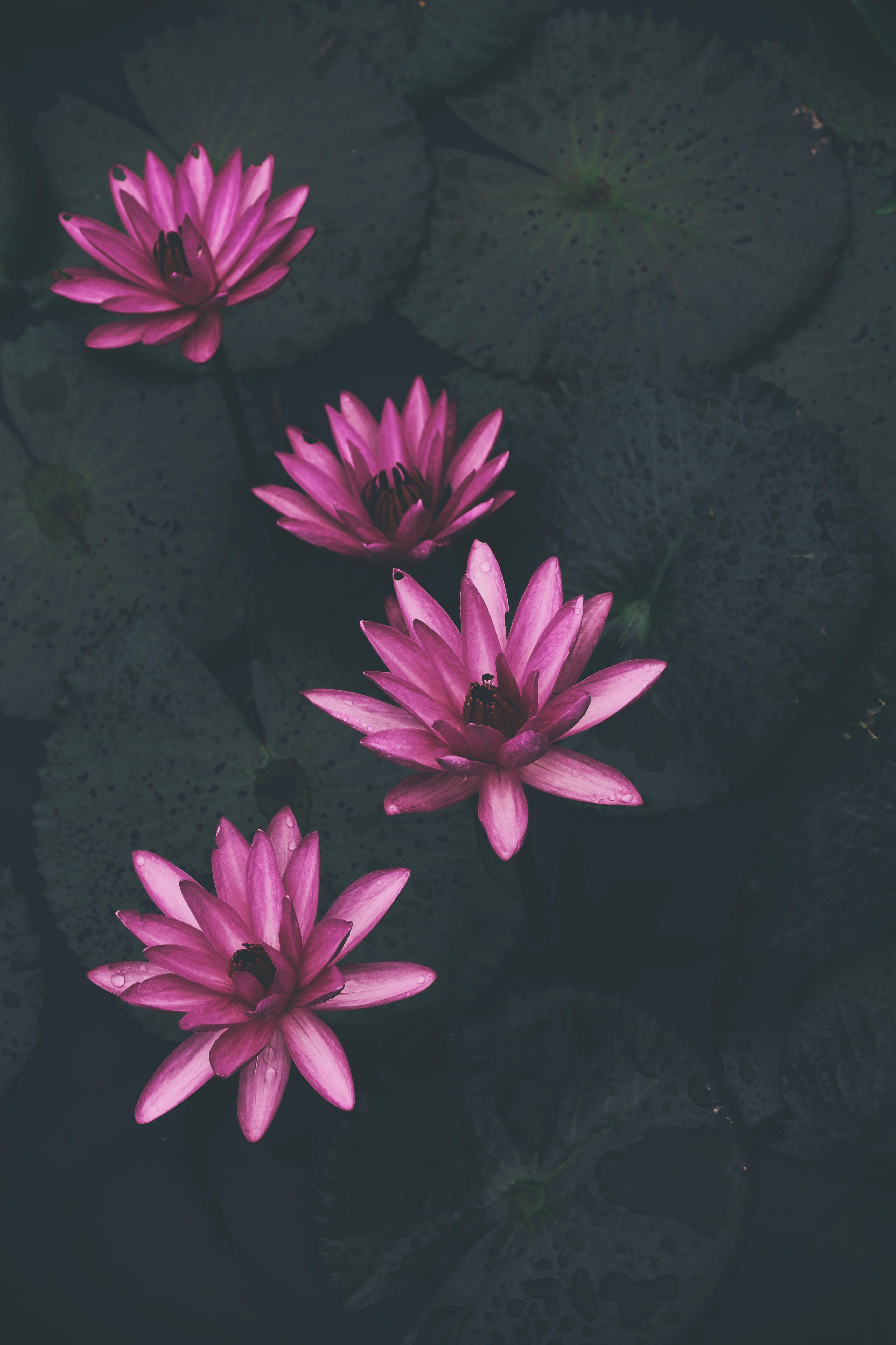 Pink Lotus Wallpapers Top Free Pink Lotus Backgrounds WallpaperAccess