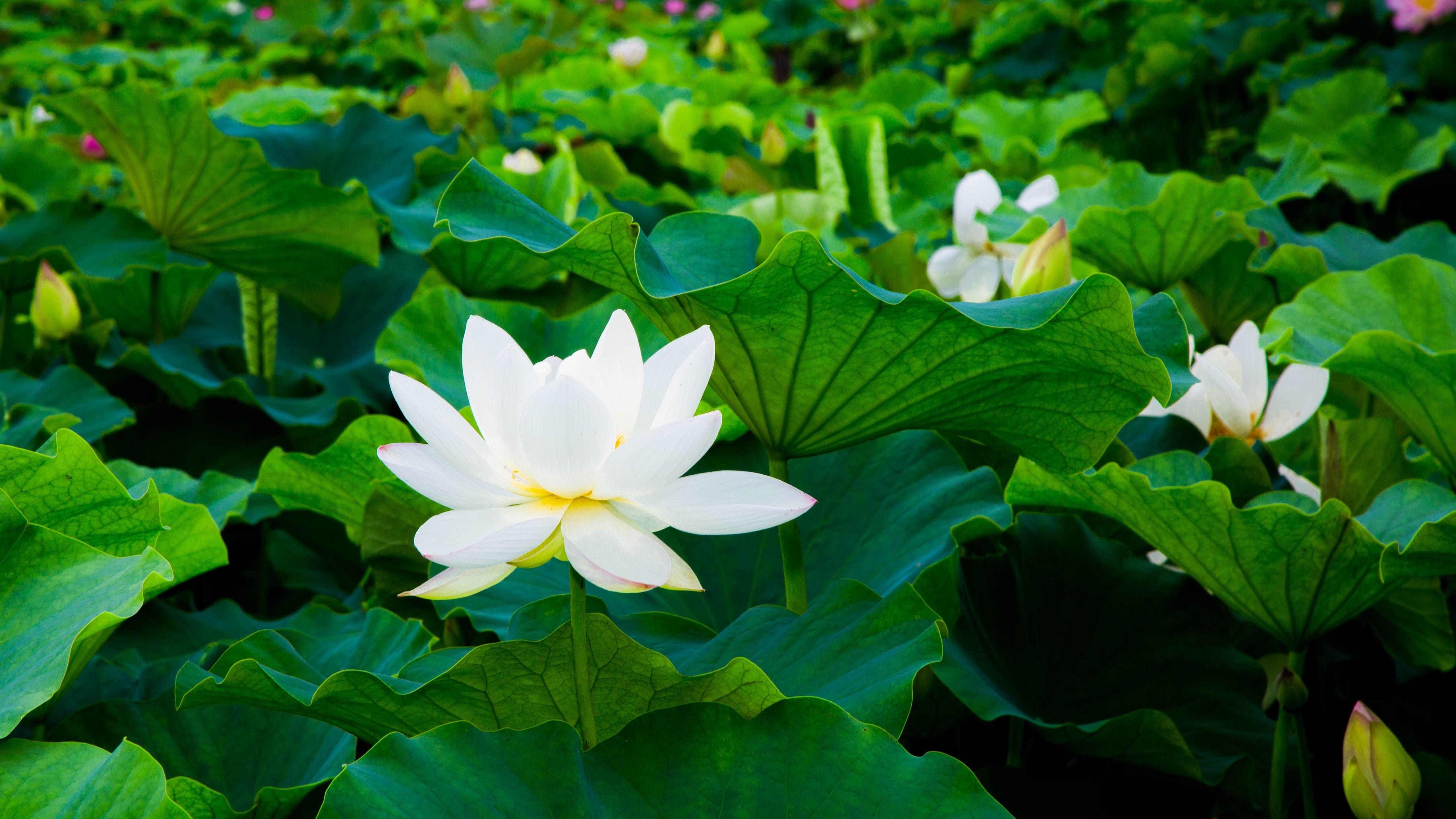 White Lotus Wallpapers Top Free White Lotus Backgrounds WallpaperAccess