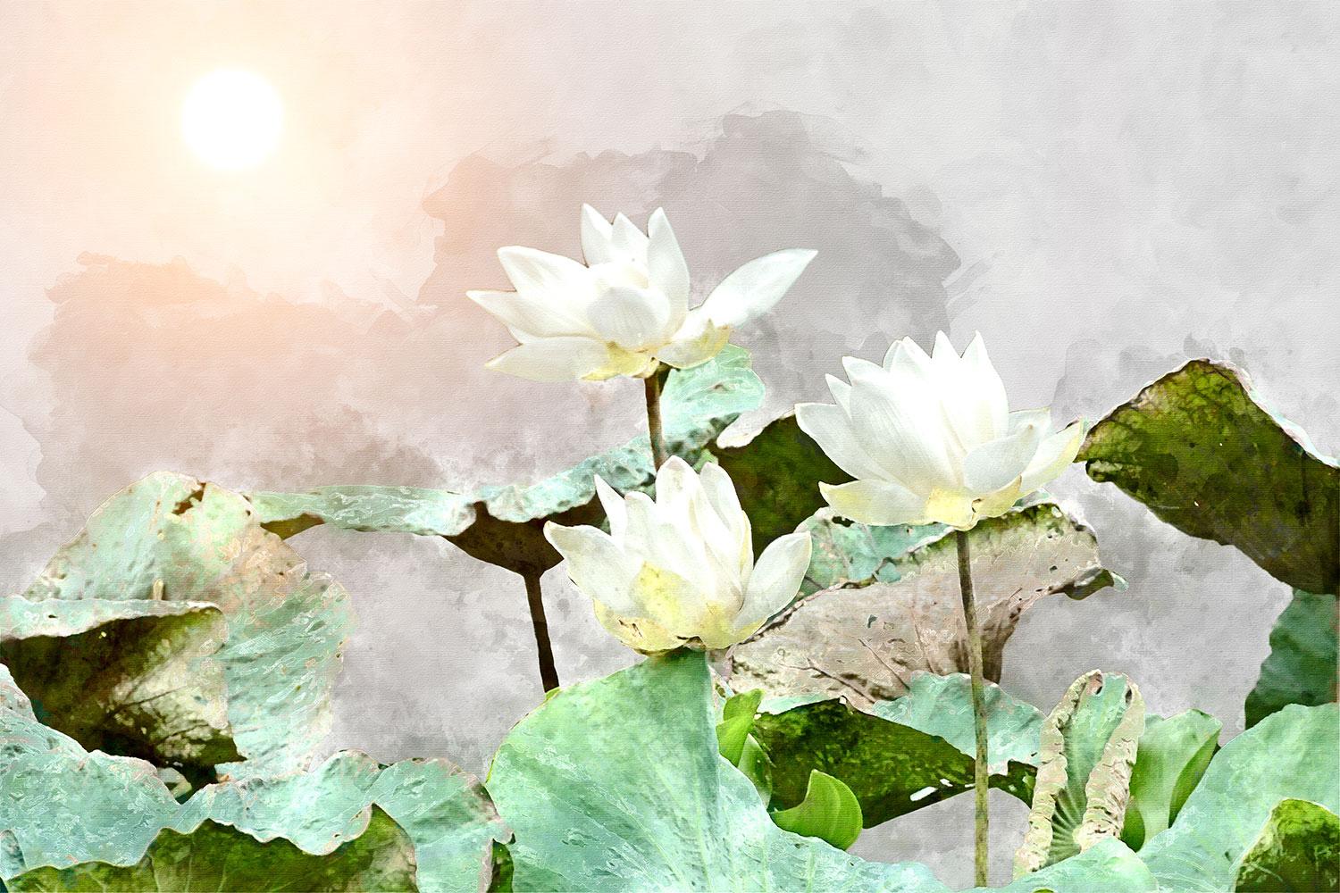 White Lotus Wallpapers Top Free White Lotus Backgrounds WallpaperAccess
