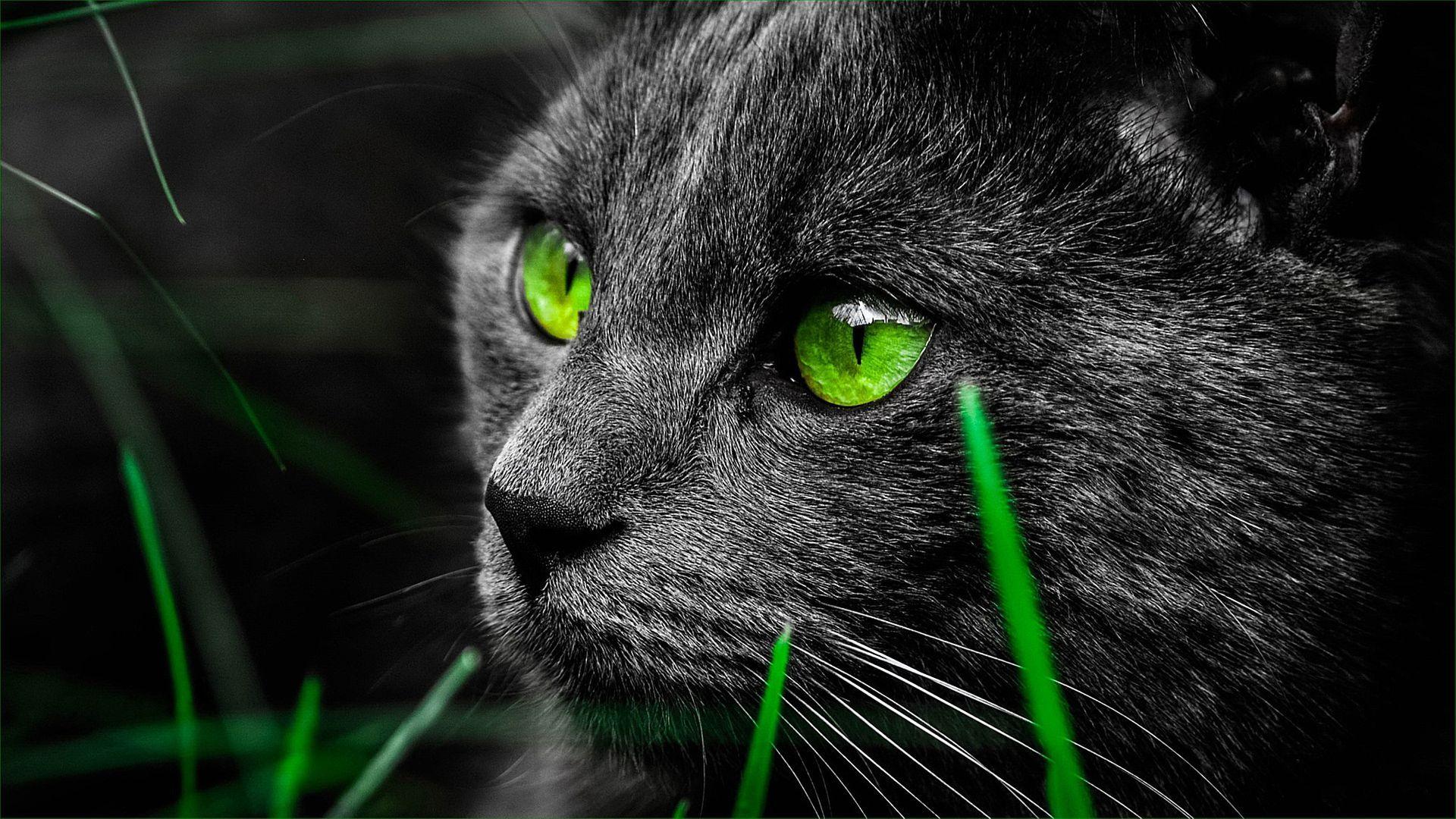 Green Eyes Wallpapers Top Free Green Eyes Backgrounds WallpaperAccess