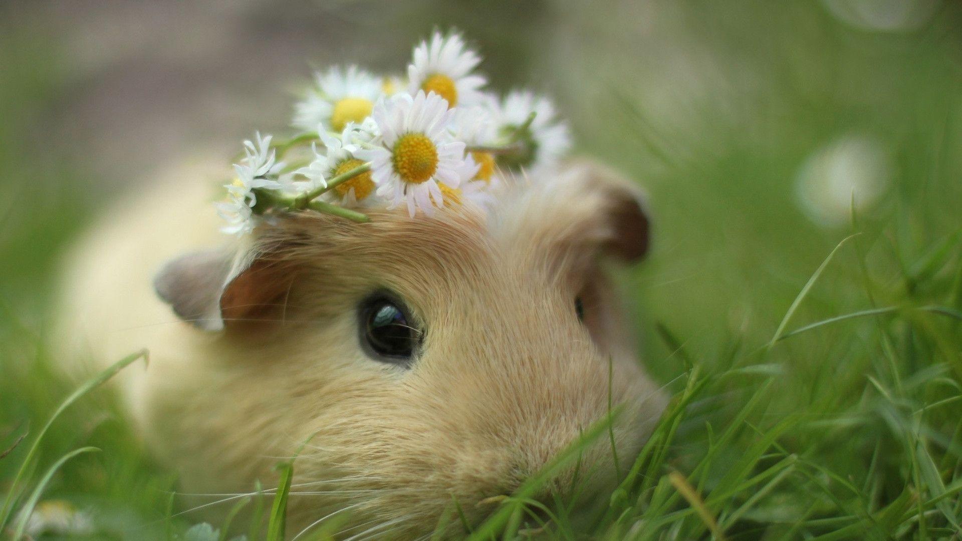 Guinea Pig Wallpapers Top Free Guinea Pig Backgrounds WallpaperAccess