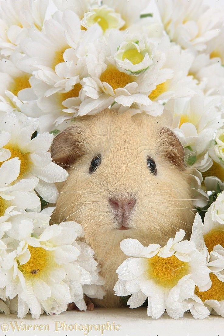 Guinea Pig Wallpapers Top Free Guinea Pig Backgrounds WallpaperAccess