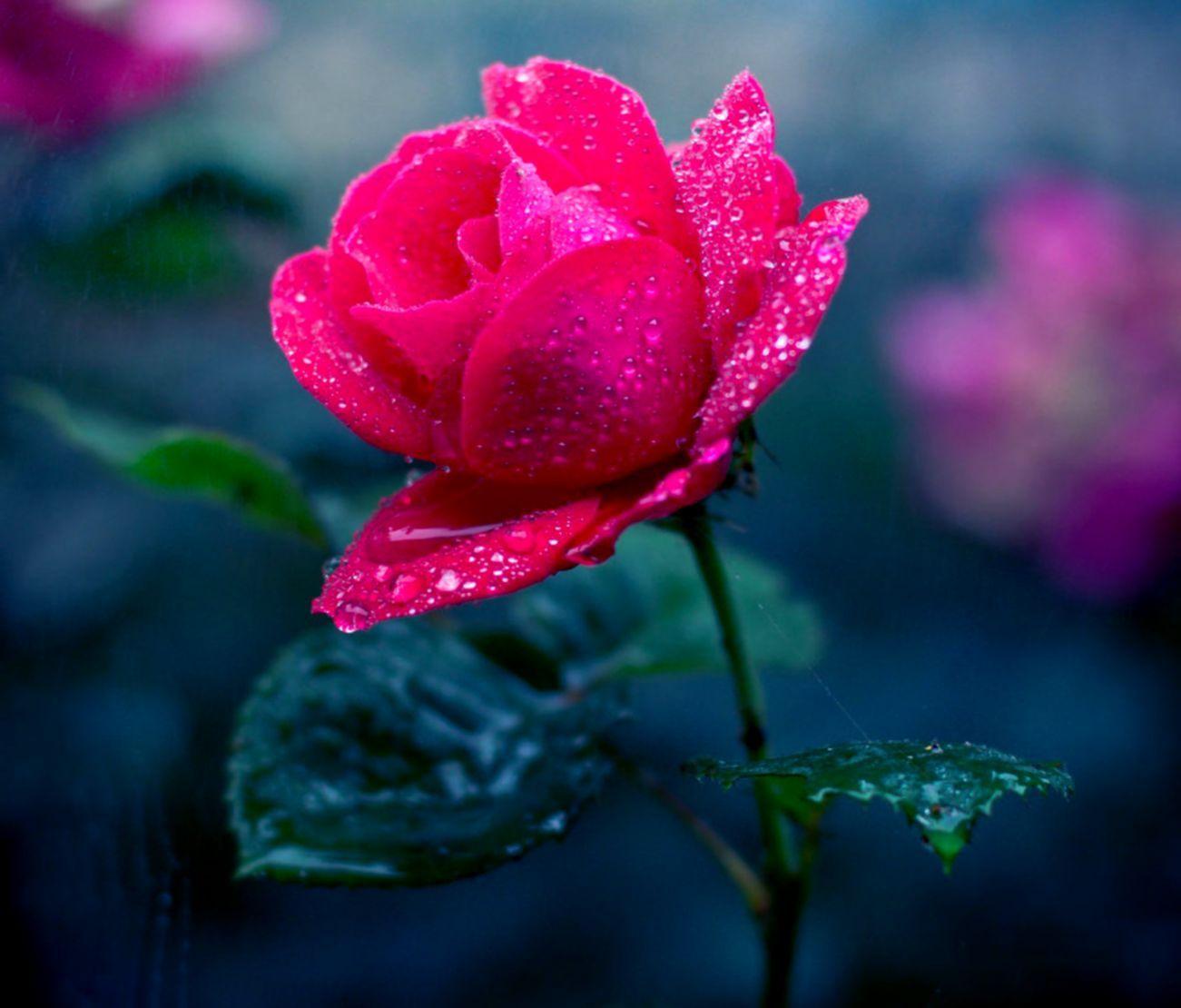 Flower Photography Wallpapers Top Free Flower Photography Backgrounds