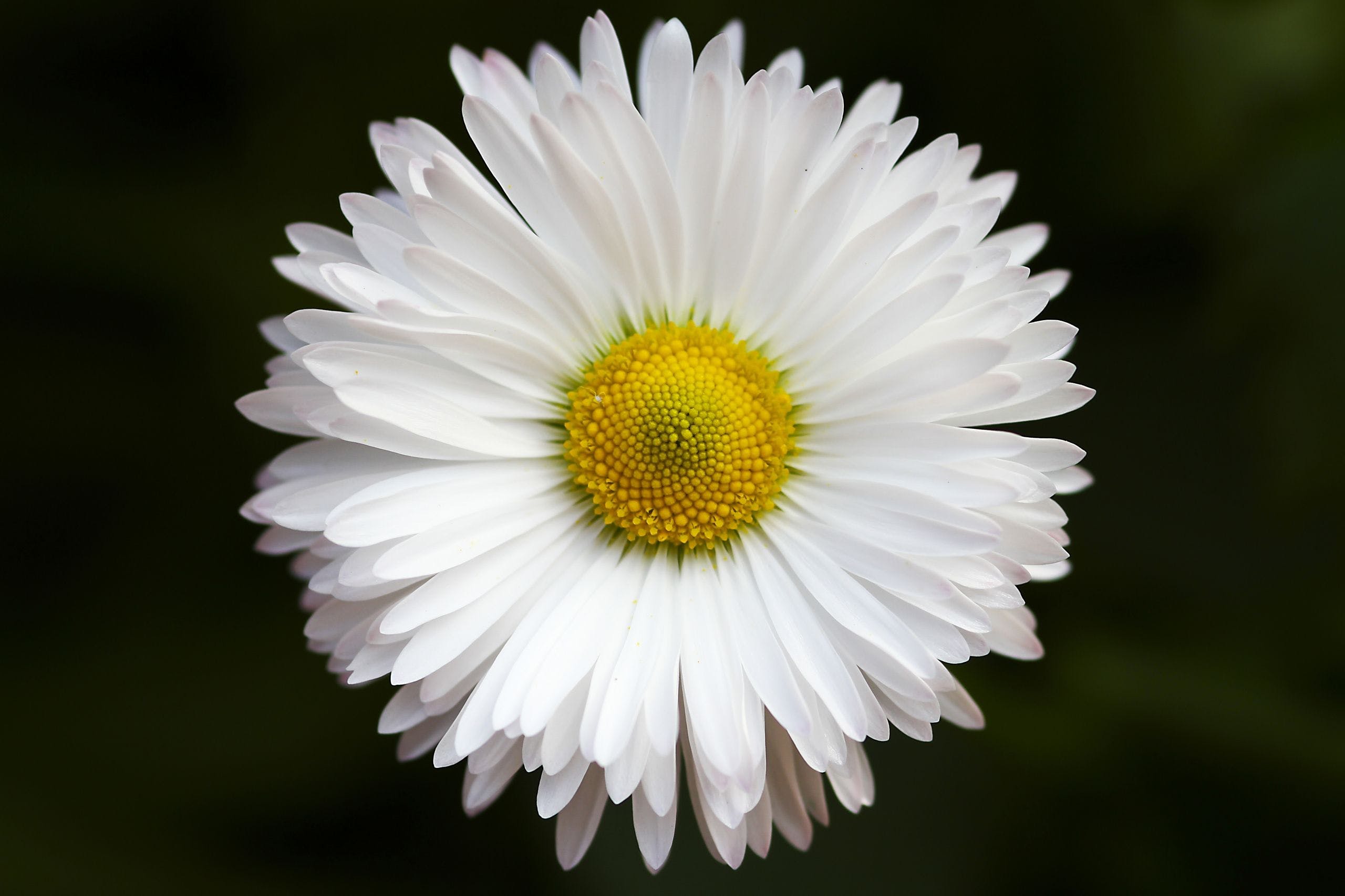 Daisy Flower Wallpapers Top Free Daisy Flower Backgrounds