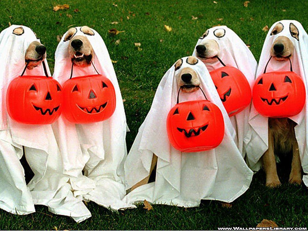 Halloween Dog Wallpapers Top Free Halloween Dog Backgrounds