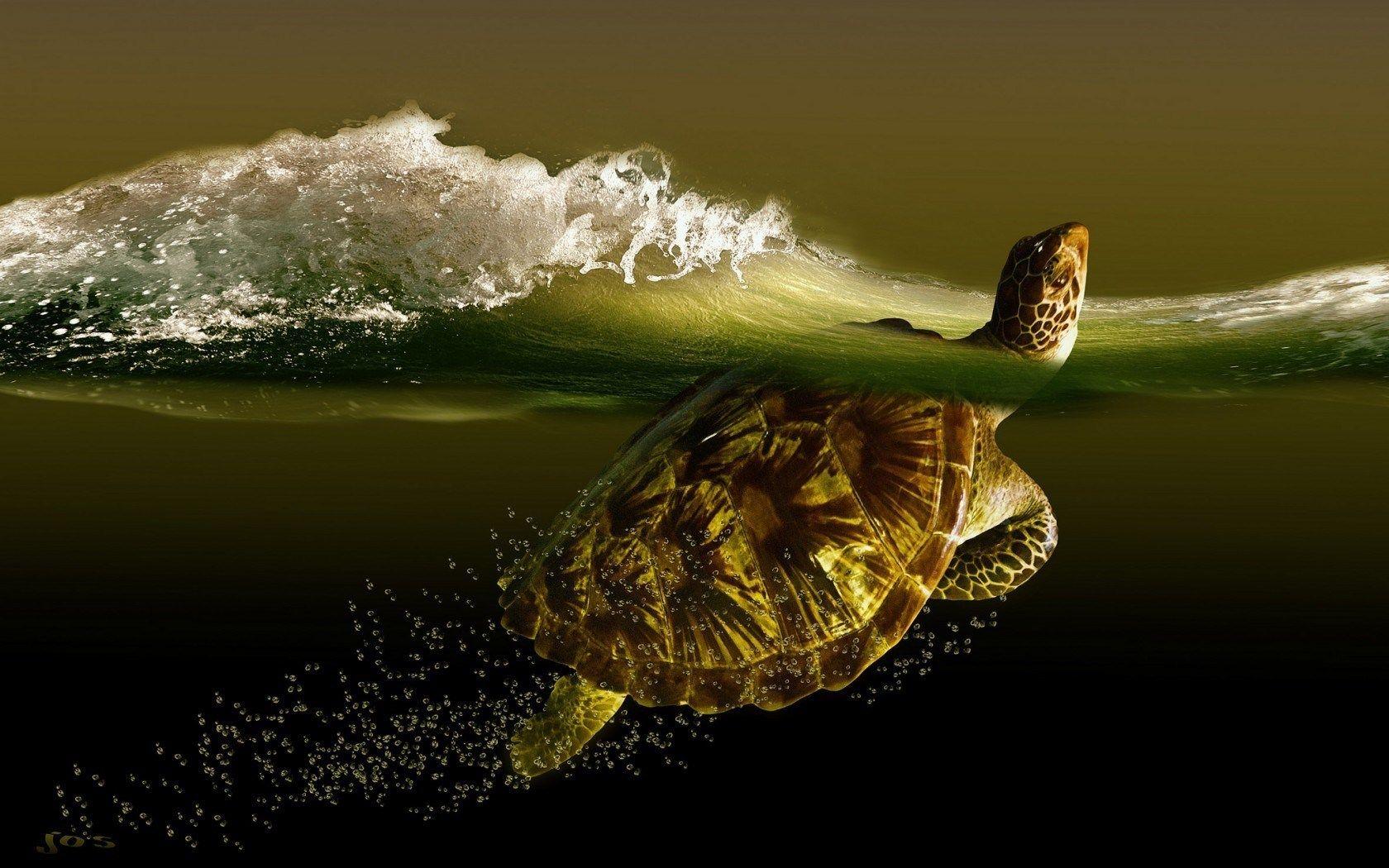 Cool Turtle Wallpapers Top Free Cool Turtle Backgrounds WallpaperAccess