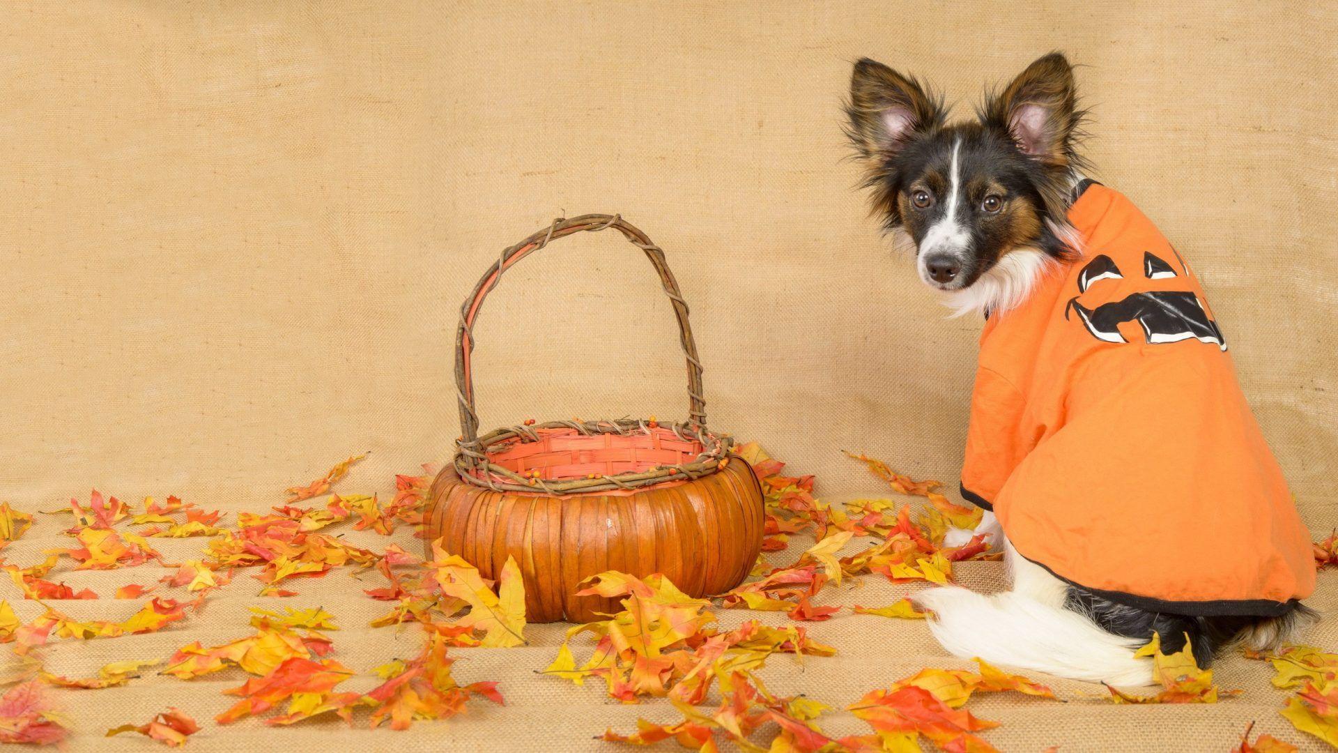 Halloween Dog Wallpapers Top Free Halloween Dog Backgrounds