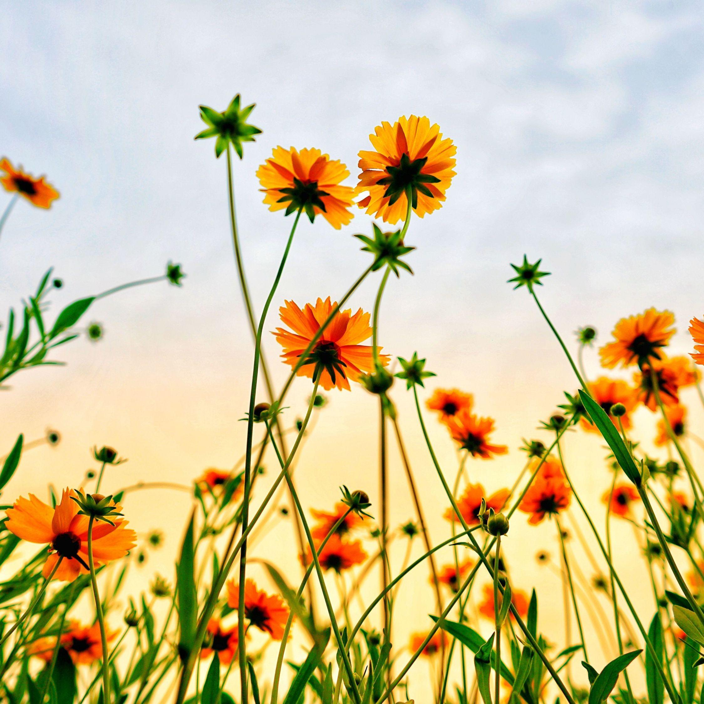 Summer Flower Wallpapers Top Free Summer Flower Backgrounds