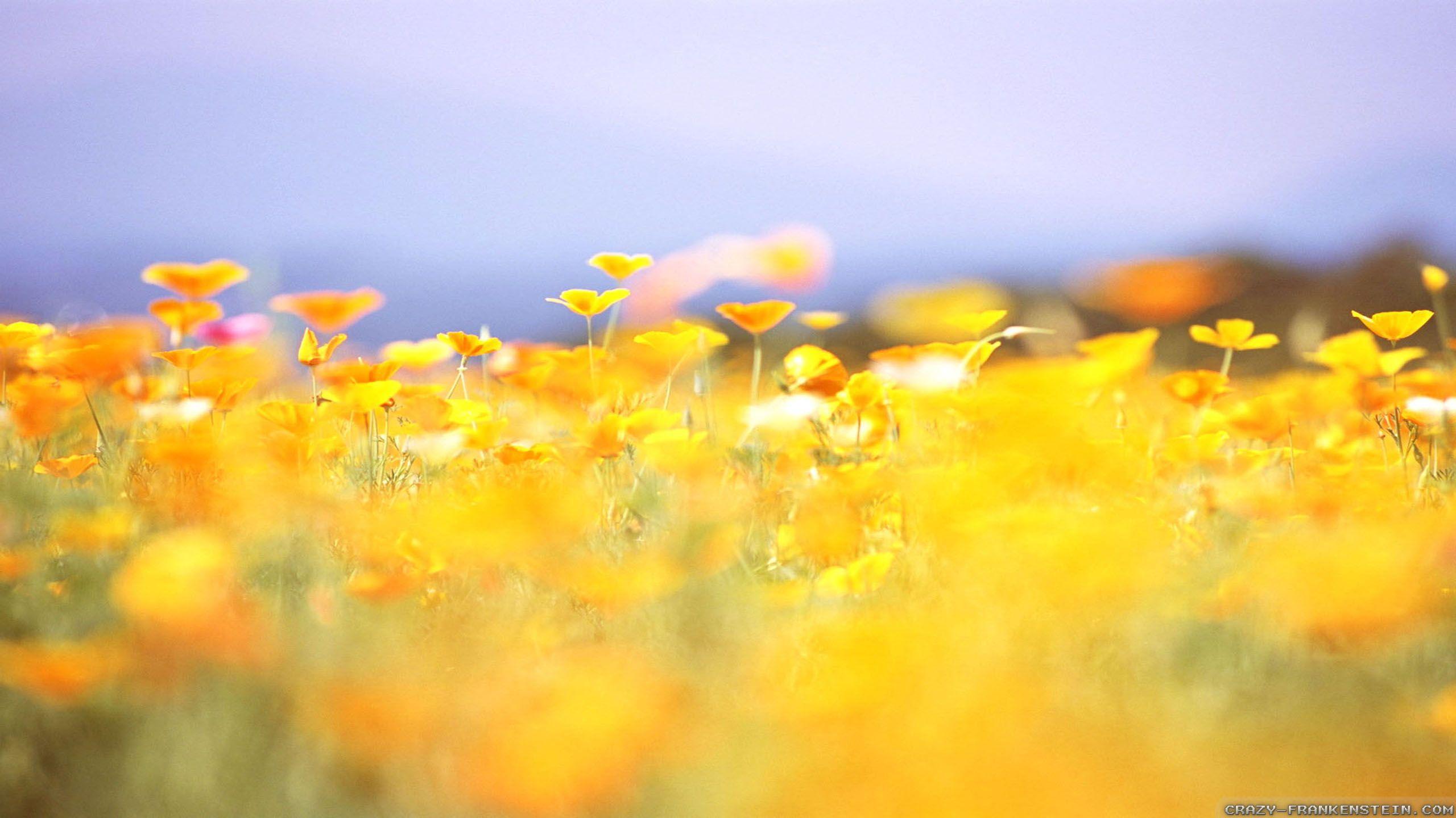 Yellow Summer Wallpapers Top Free Yellow Summer Backgrounds