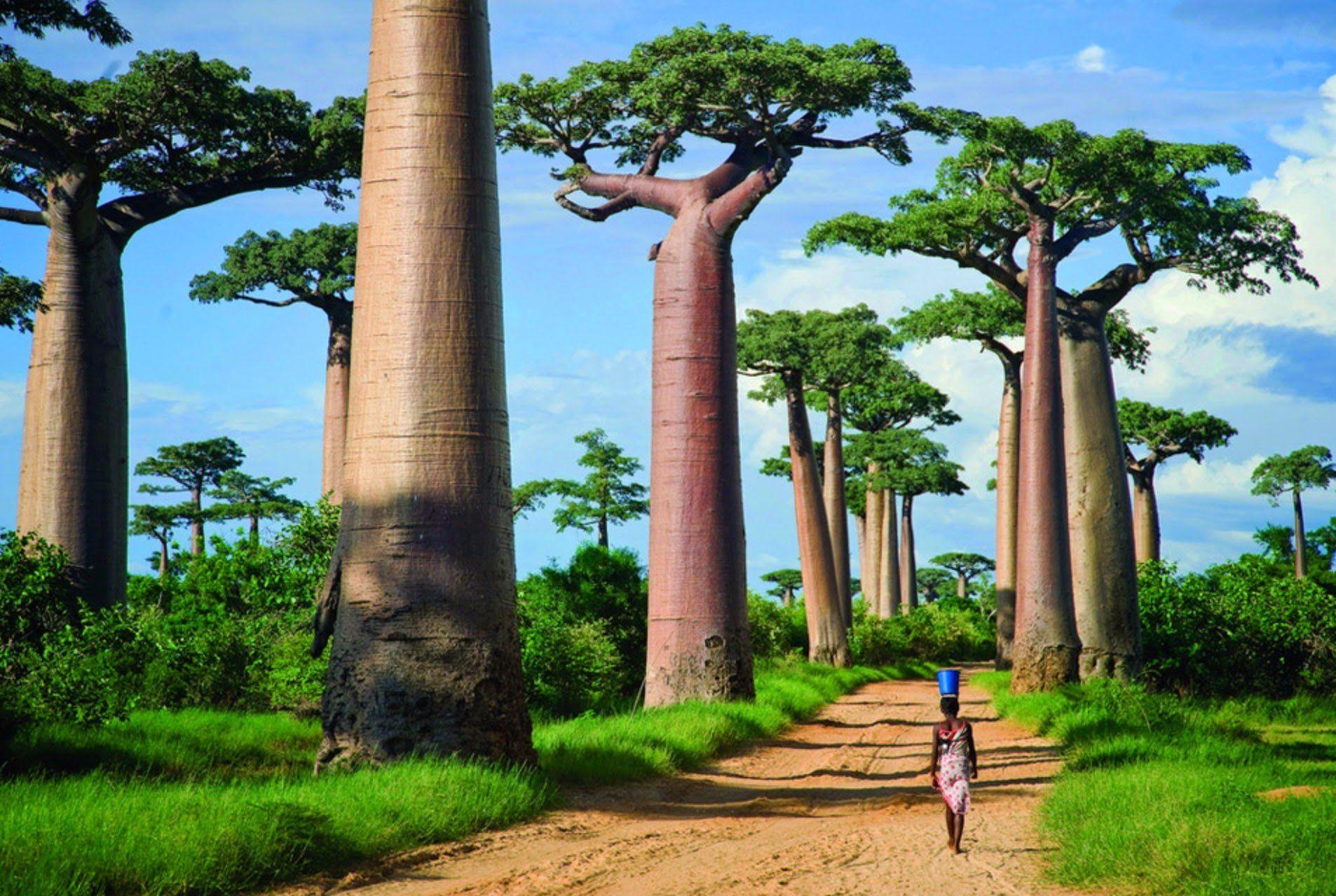 Baobab Wallpapers Top Free Baobab Backgrounds WallpaperAccess