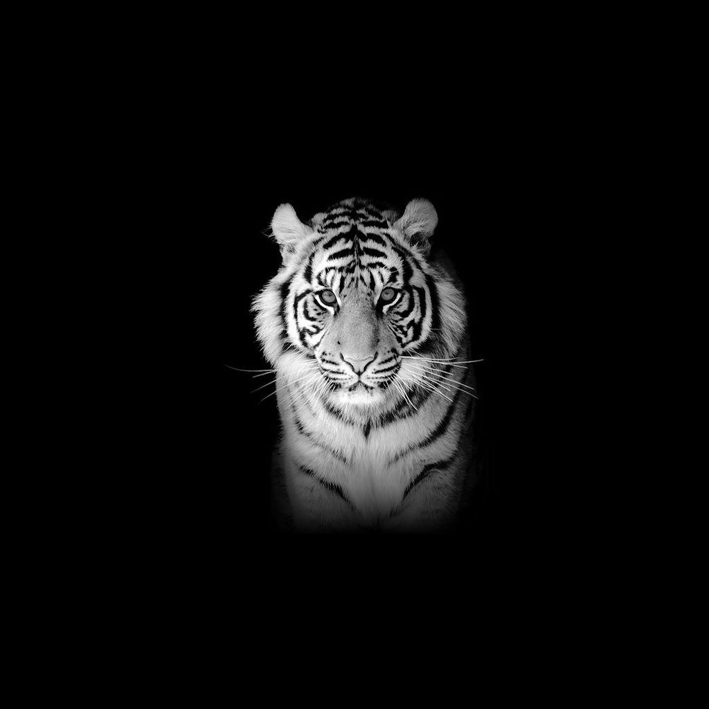 Black Tiger iPhone Wallpapers Top Free Black Tiger iPhone Backgrounds WallpaperAccess