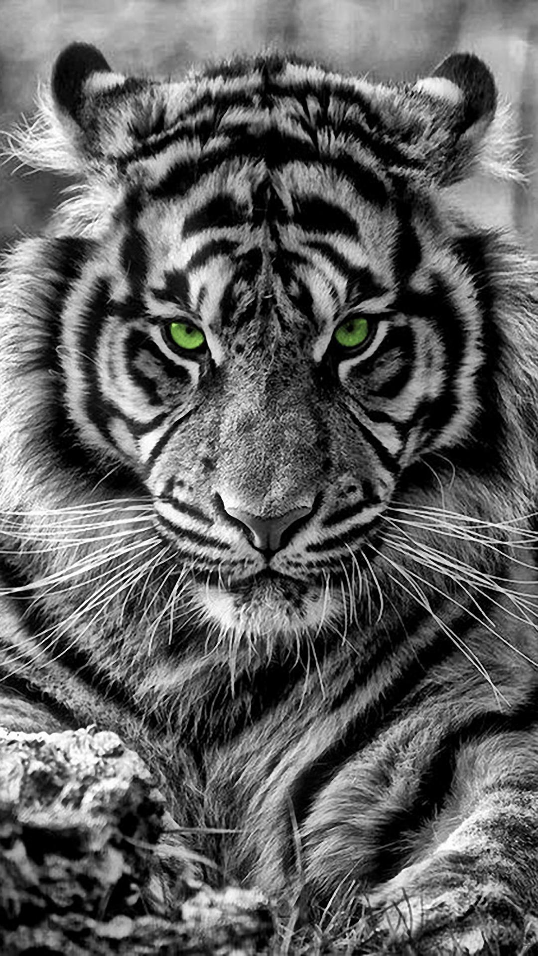 Black Tiger iPhone Wallpapers Top Free Black Tiger iPhone Backgrounds WallpaperAccess