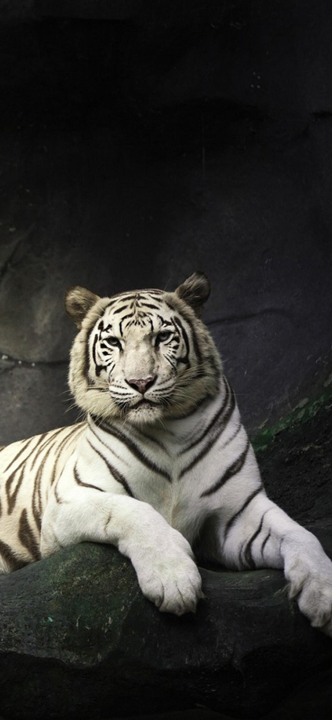 White Tiger iPhone Wallpapers Top Free White Tiger iPhone Backgrounds