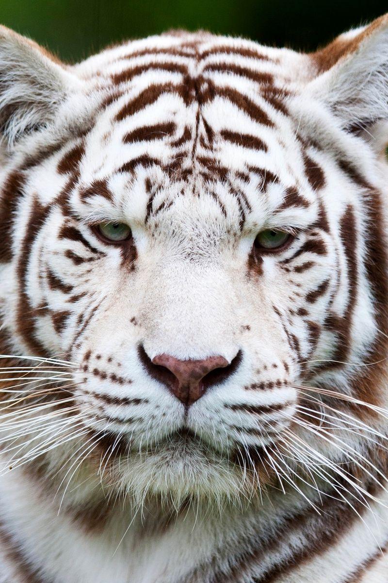 White Tiger iPhone Wallpapers Top Free White Tiger iPhone Backgrounds