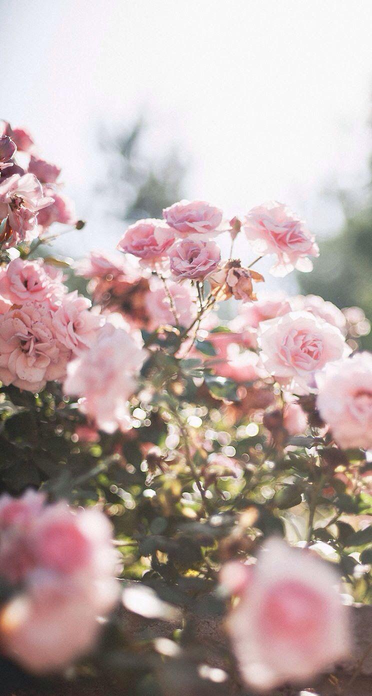 Vintage Flower Aesthetic Wallpapers Top Free Vintage Flower Aesthetic