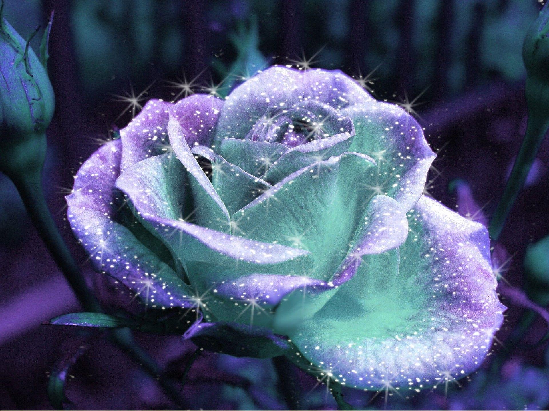 Diamond & Roses Wallpapers Top Free Diamond & Roses Backgrounds