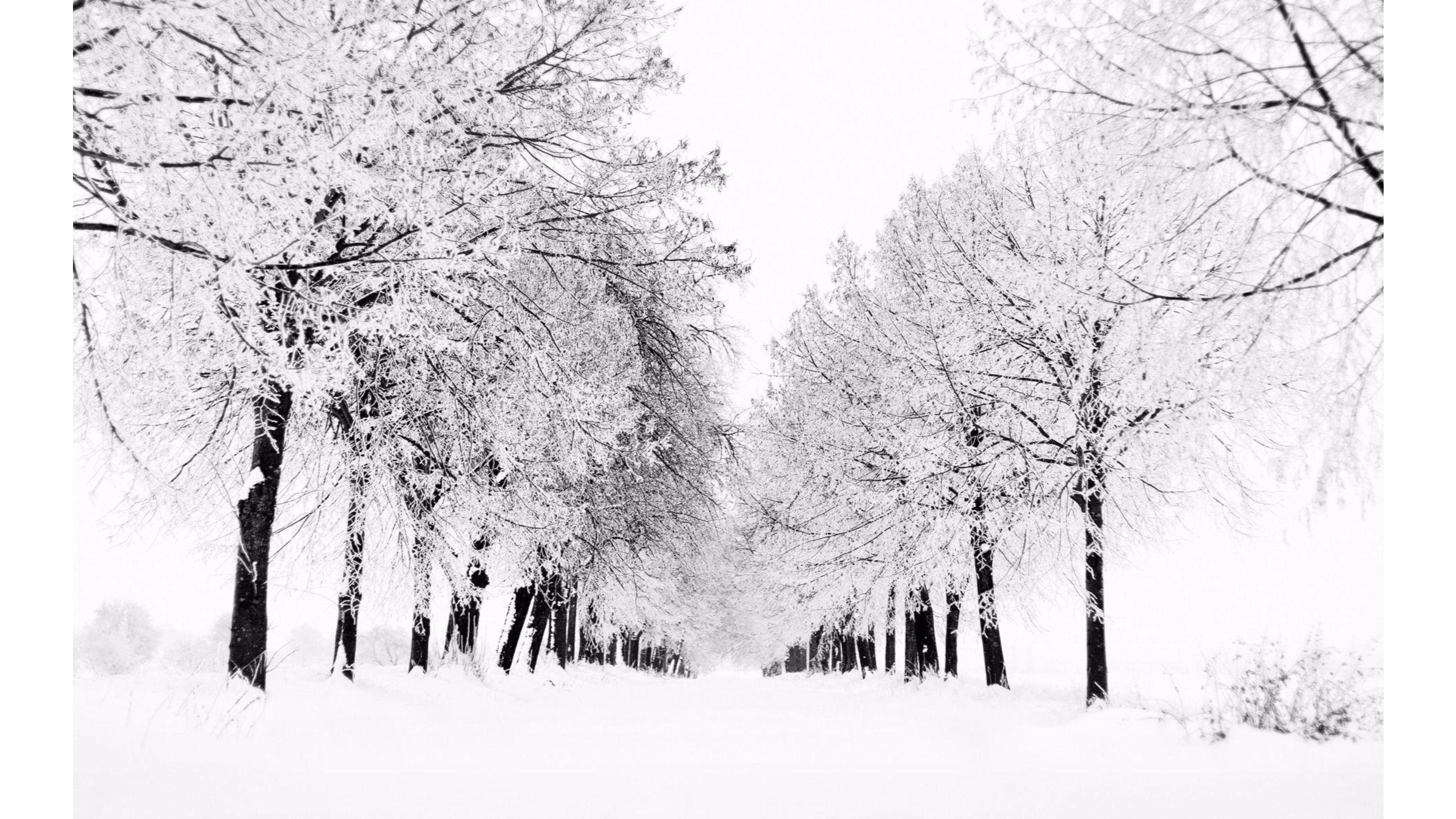 Black and White Winter Wallpapers Top Free Black and White Winter