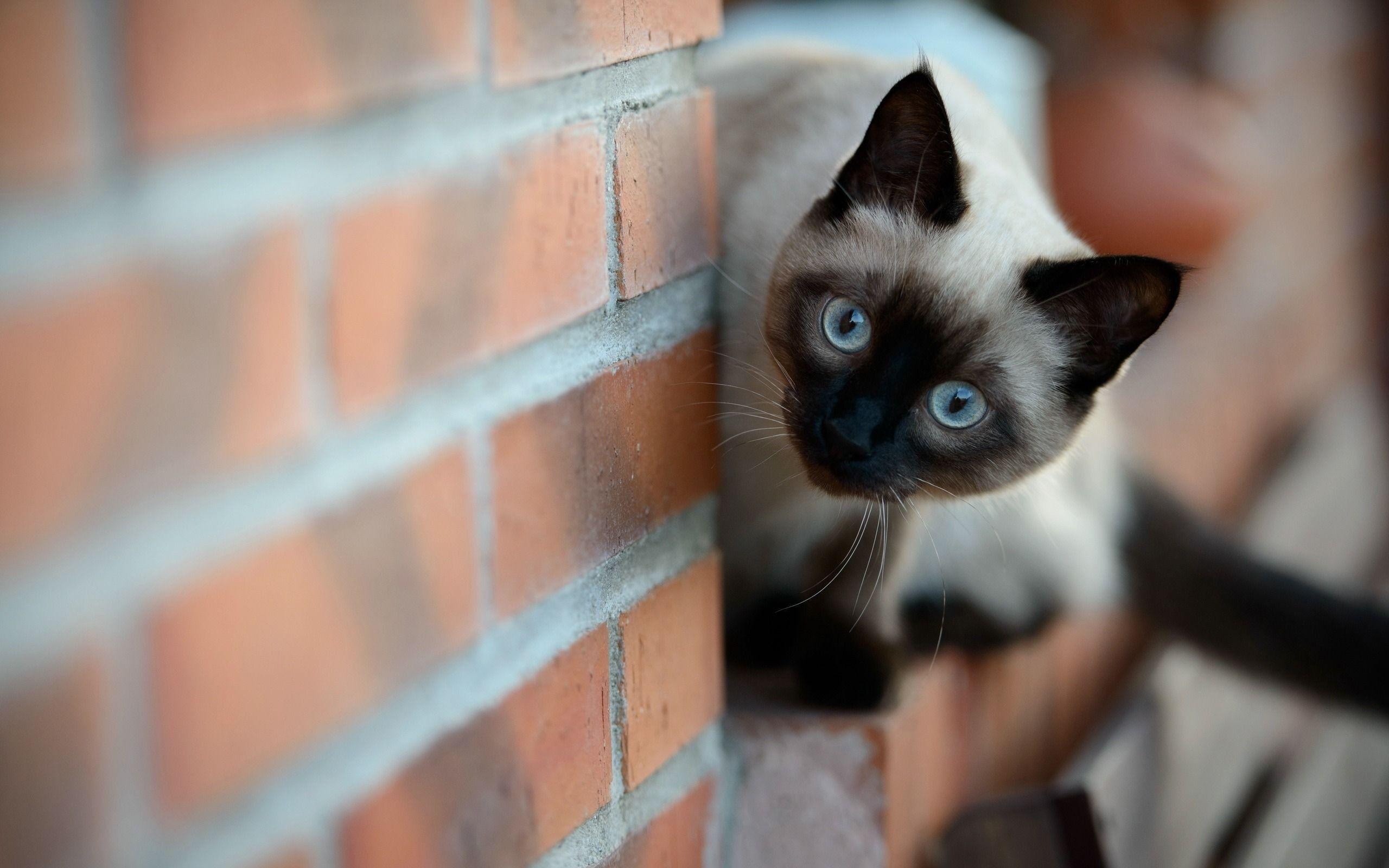 Siamese Cat Wallpapers Top Free Siamese Cat Backgrounds WallpaperAccess