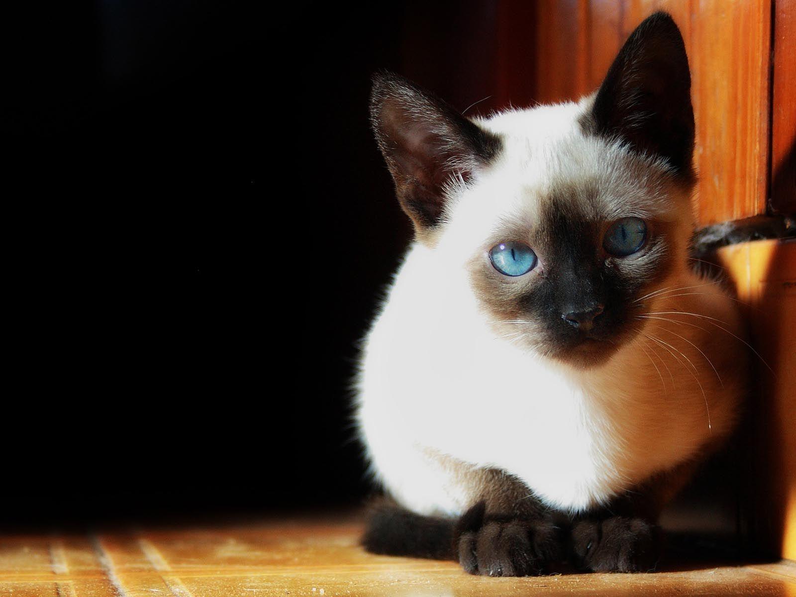 Siamese Cat Wallpapers Top Free Siamese Cat Backgrounds WallpaperAccess