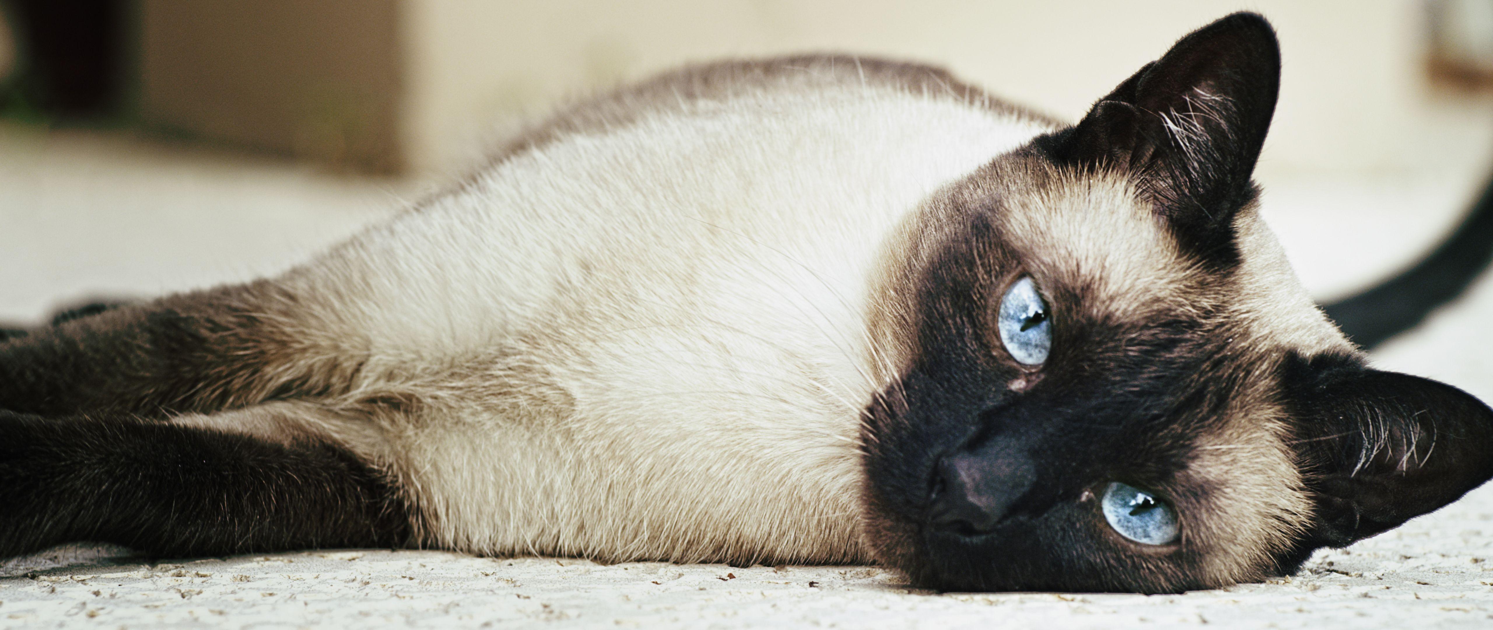 Siamese Cat Wallpapers Top Free Siamese Cat Backgrounds WallpaperAccess