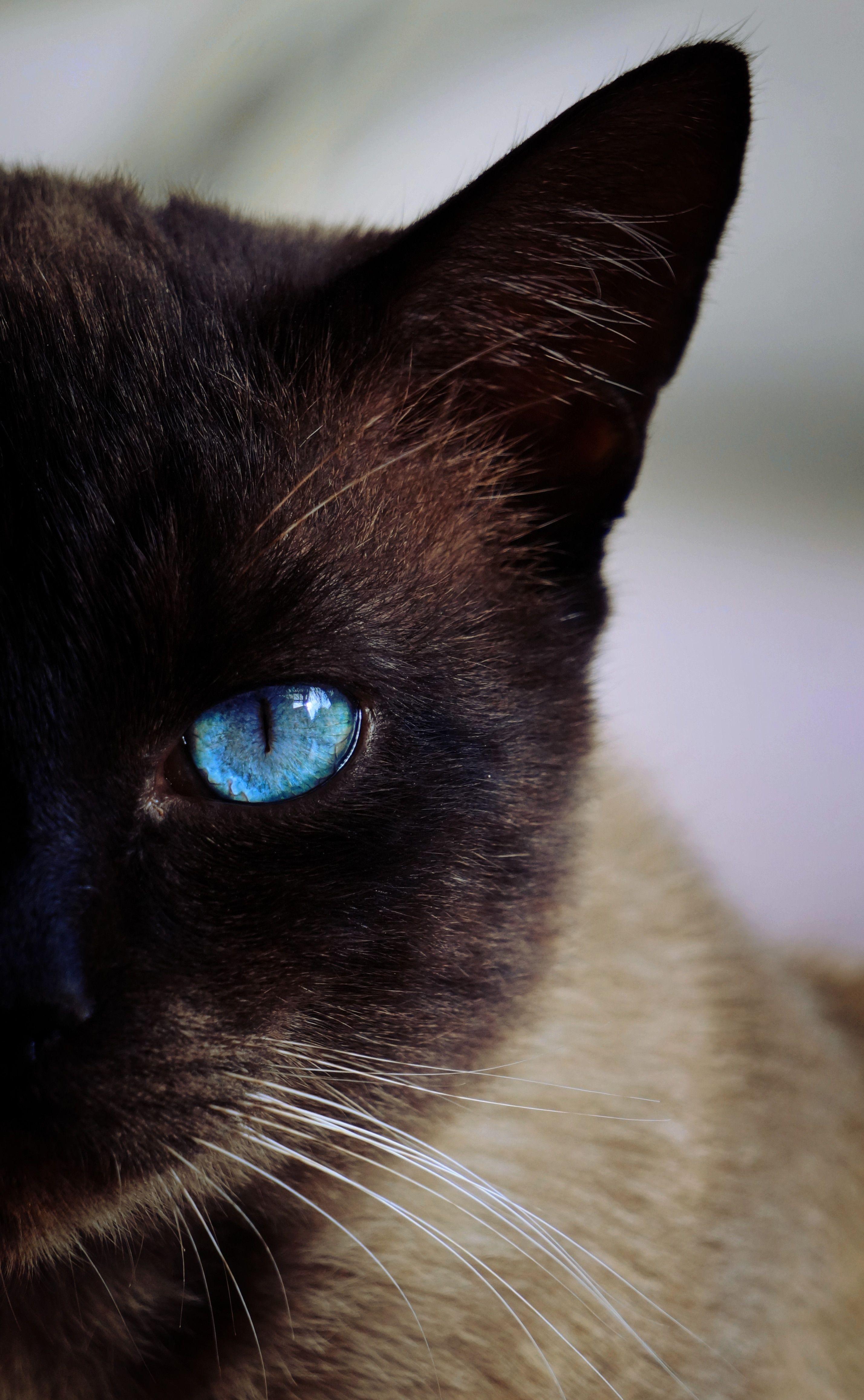 Siamese Cat Wallpapers Top Free Siamese Cat Backgrounds WallpaperAccess