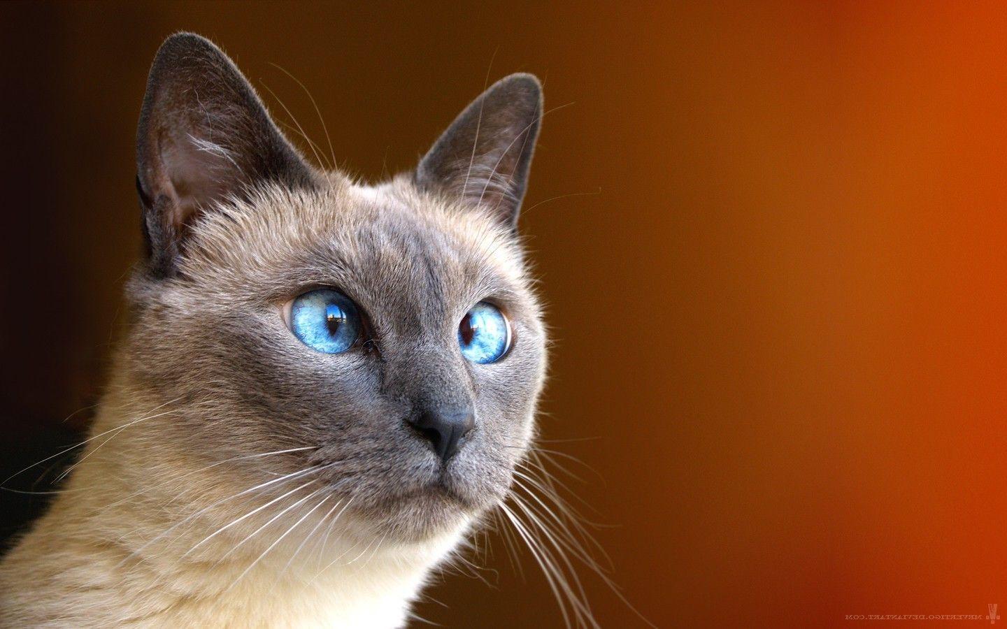 Siamese Cat Wallpapers Top Free Siamese Cat Backgrounds WallpaperAccess