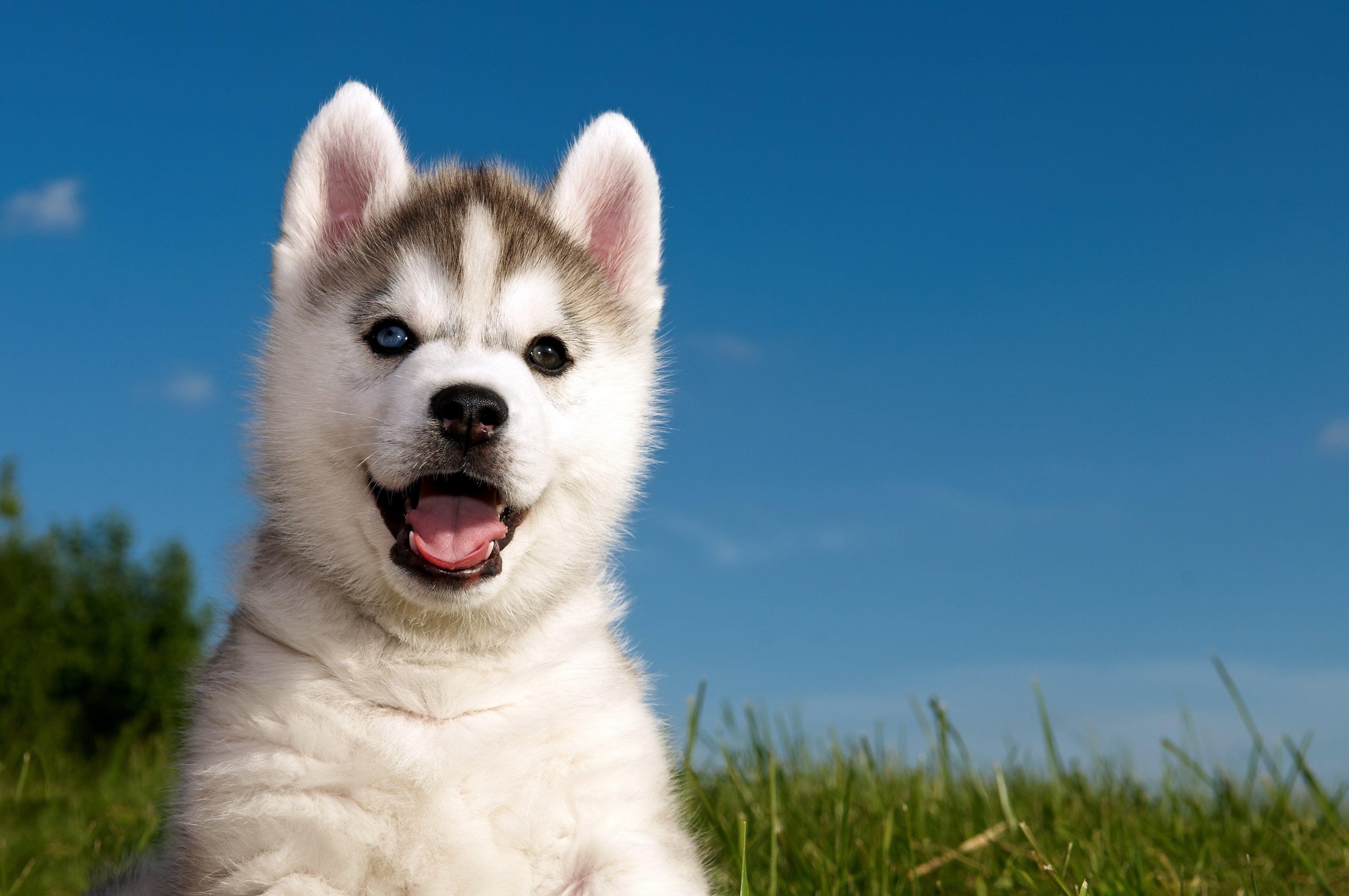 Baby Husky Wallpapers Top Free Baby Husky Backgrounds WallpaperAccess