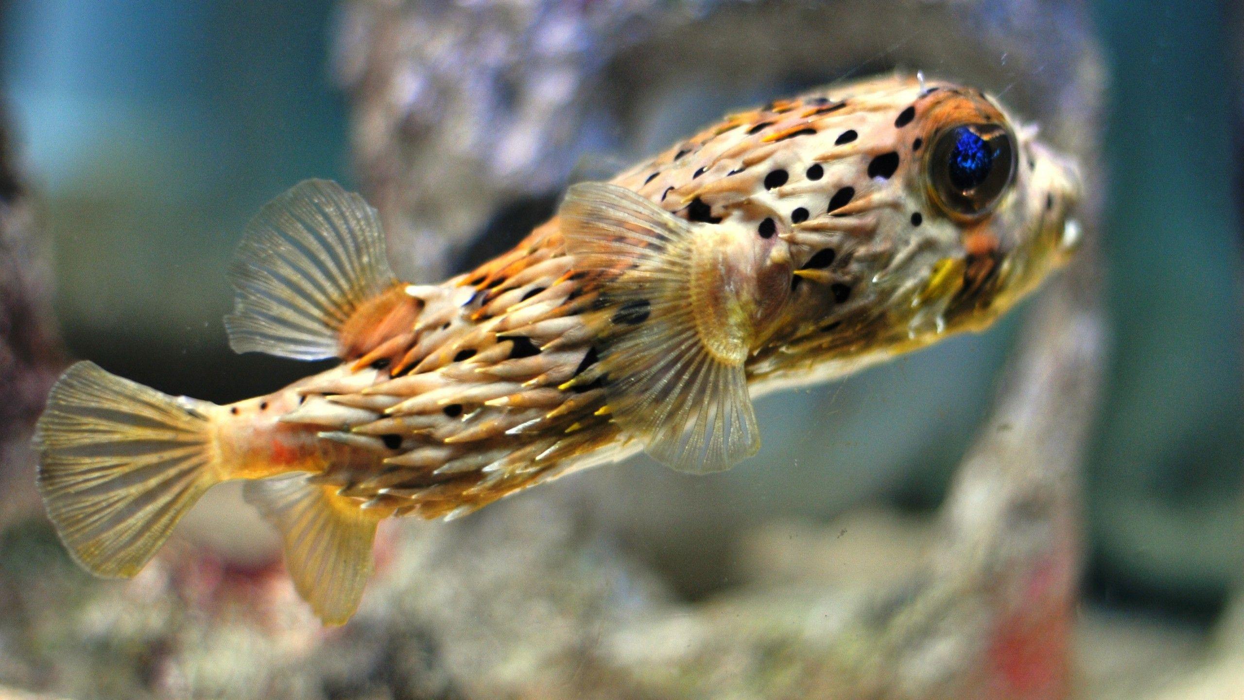 Pufferfish Wallpapers Top Free Pufferfish Backgrounds WallpaperAccess