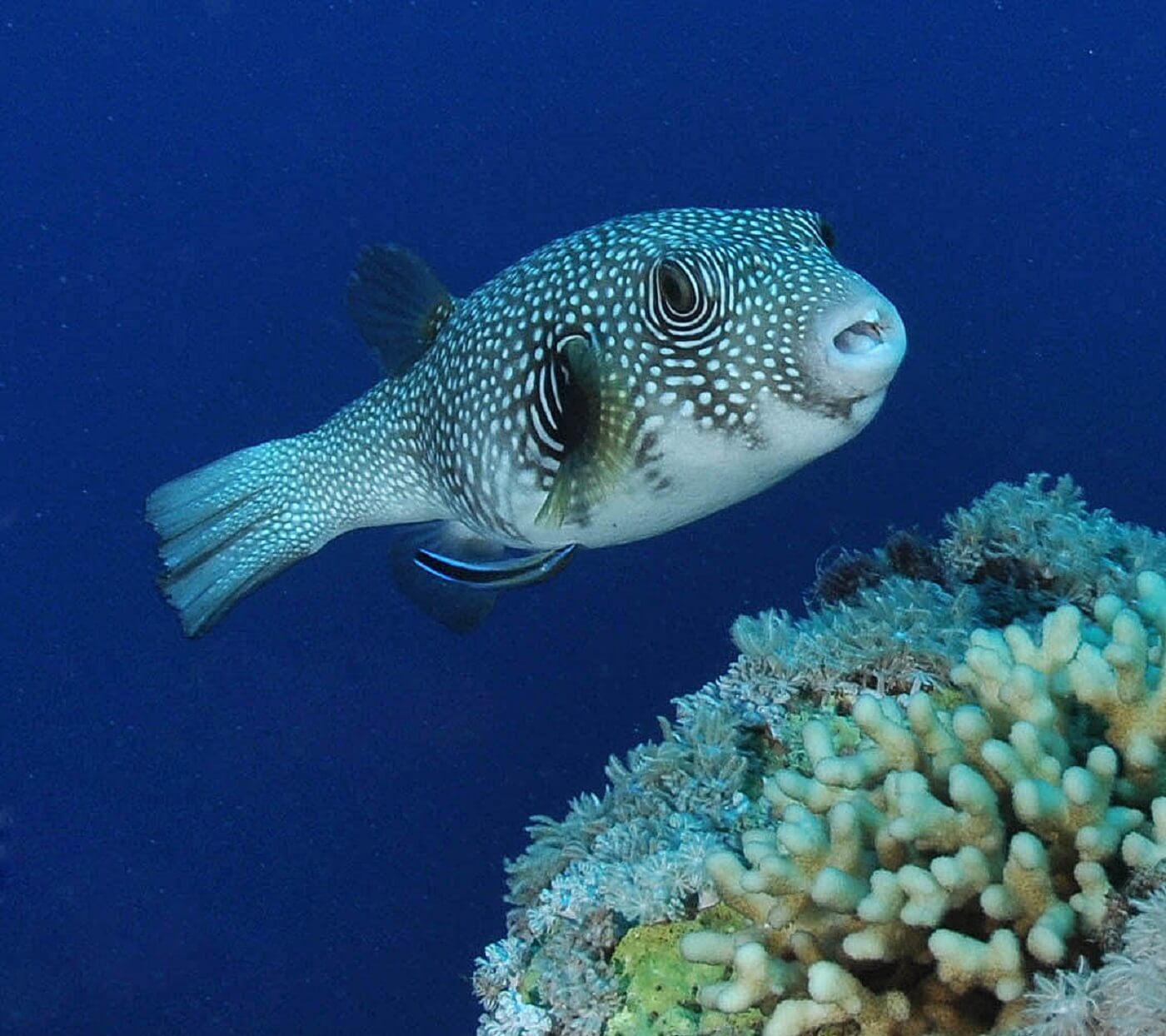 Pufferfish Wallpapers Top Free Pufferfish Backgrounds WallpaperAccess