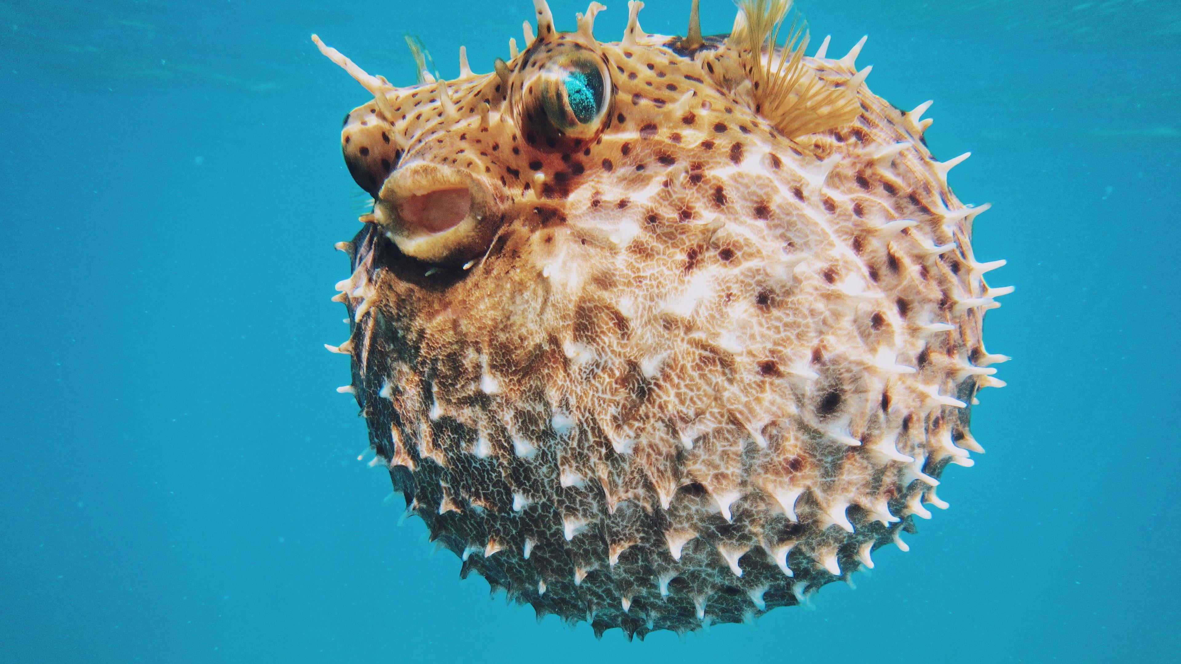Pufferfish Wallpapers Top Free Pufferfish Backgrounds WallpaperAccess