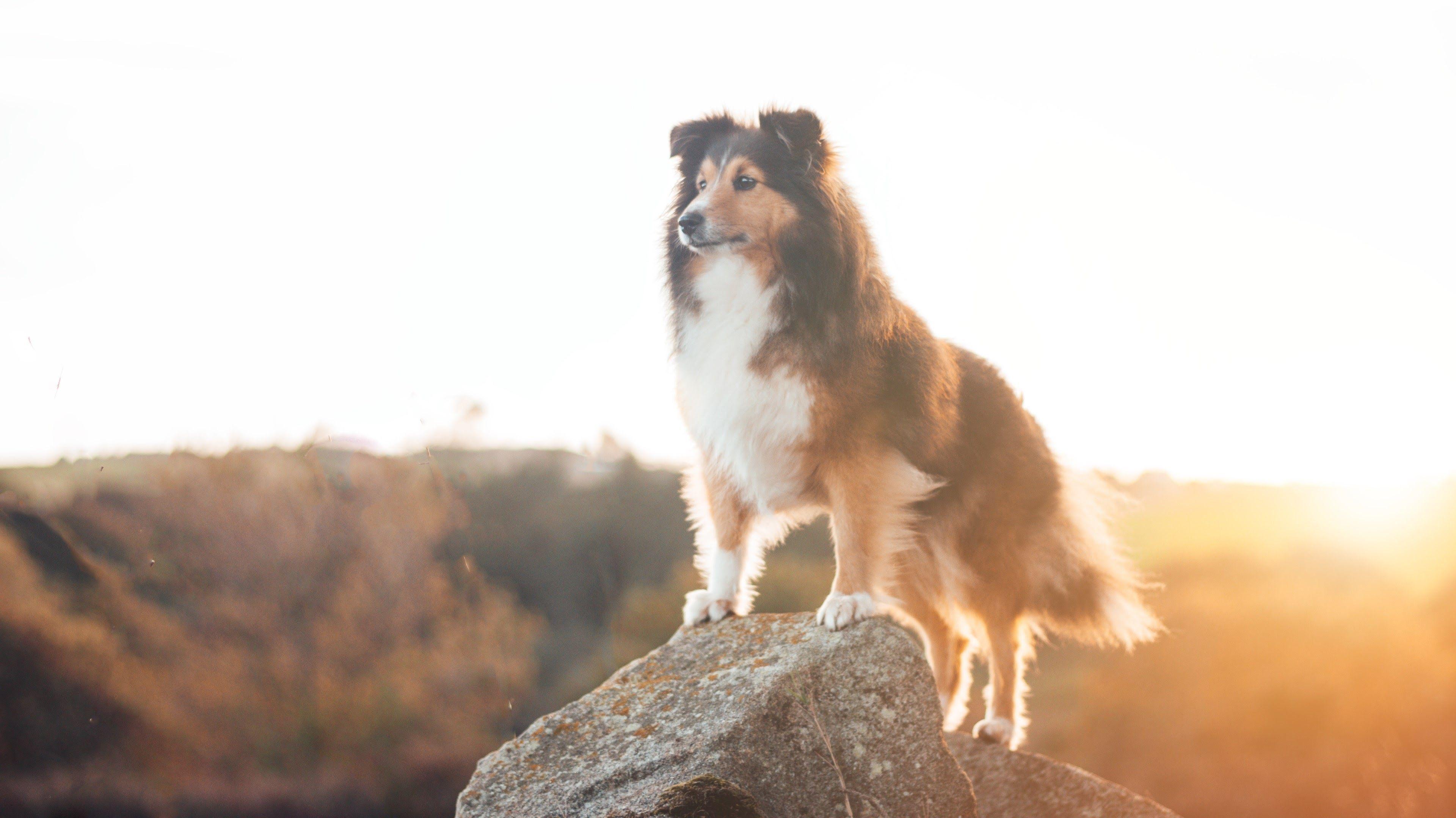Collie Wallpapers Top Free Collie Backgrounds WallpaperAccess