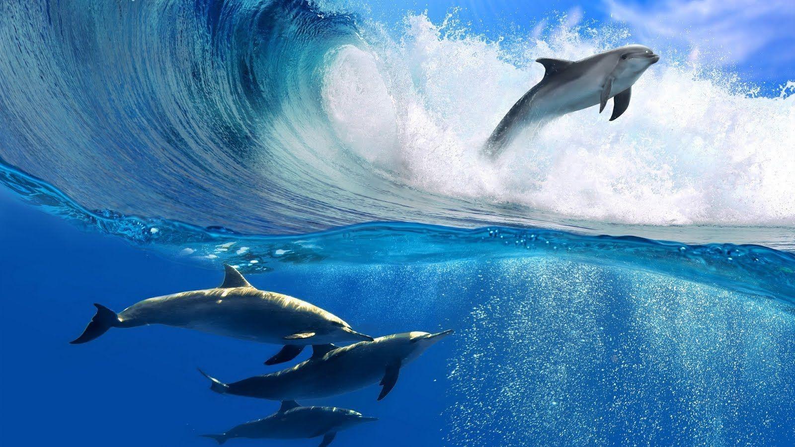Ocean Animals Wallpapers Top Free Ocean Animals Backgrounds