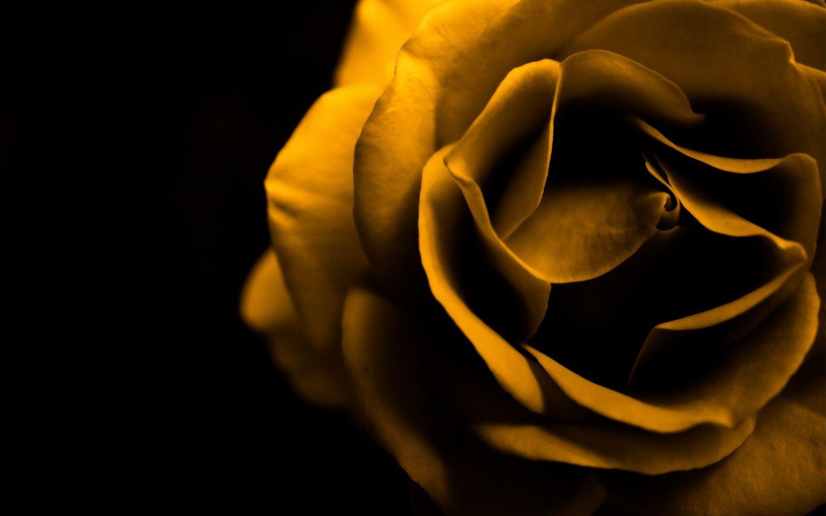Golden Rose Wallpapers Top Free Golden Rose Backgrounds WallpaperAccess
