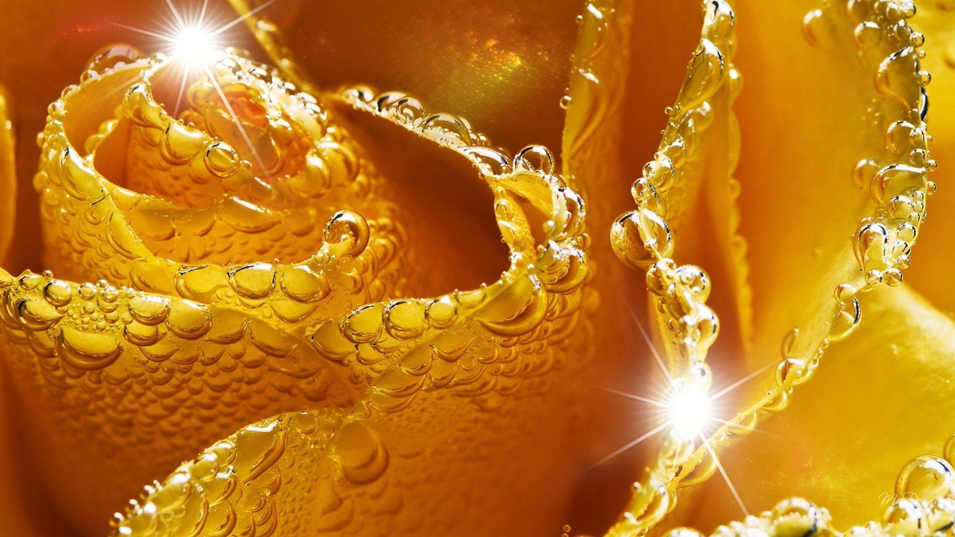 Golden Rose Wallpapers Top Free Golden Rose Backgrounds WallpaperAccess