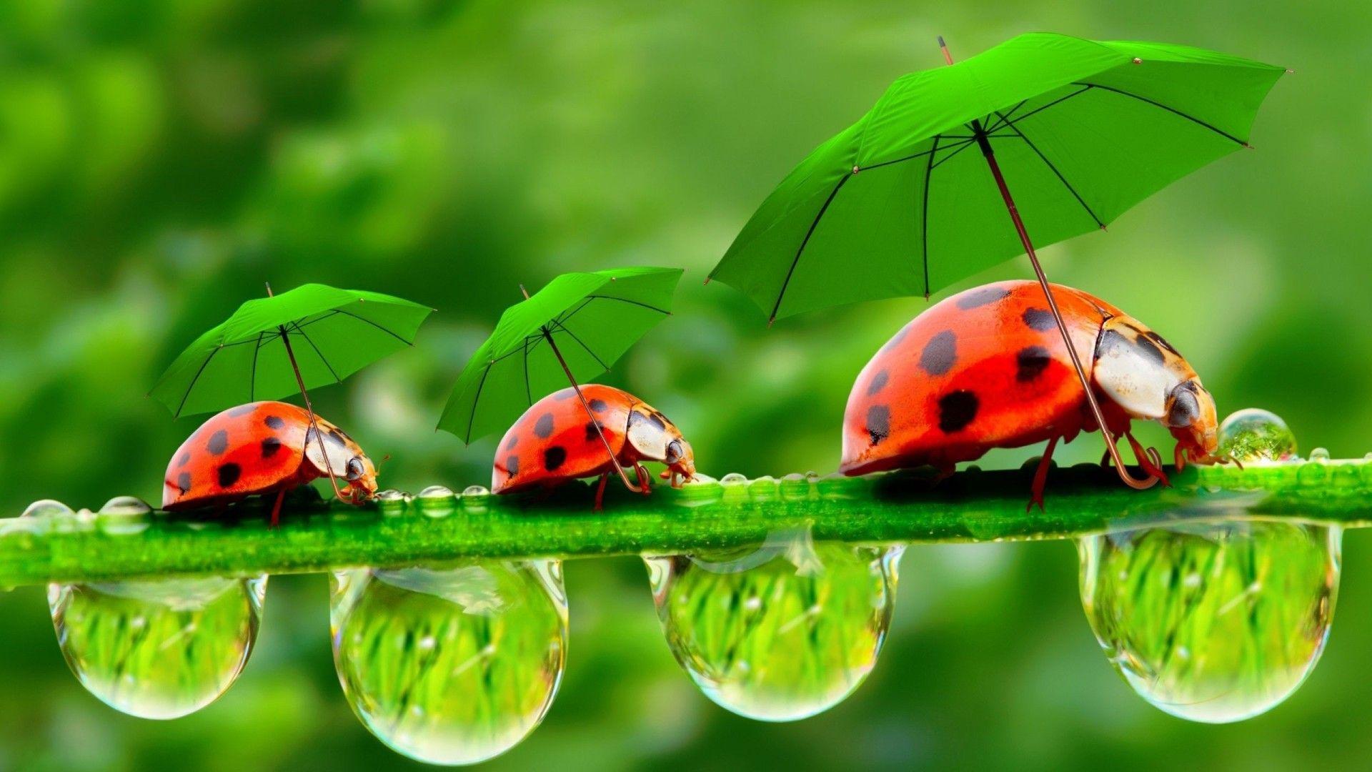 Bugs Wallpapers Top Free Bugs Backgrounds WallpaperAccess