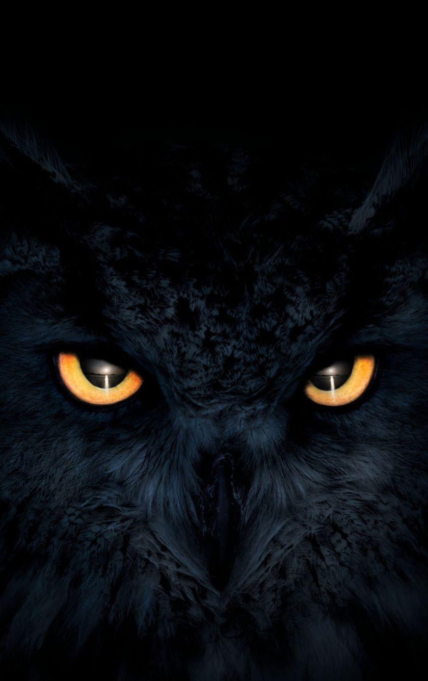 Evil Owl Wallpapers Top Free Evil Owl Backgrounds WallpaperAccess