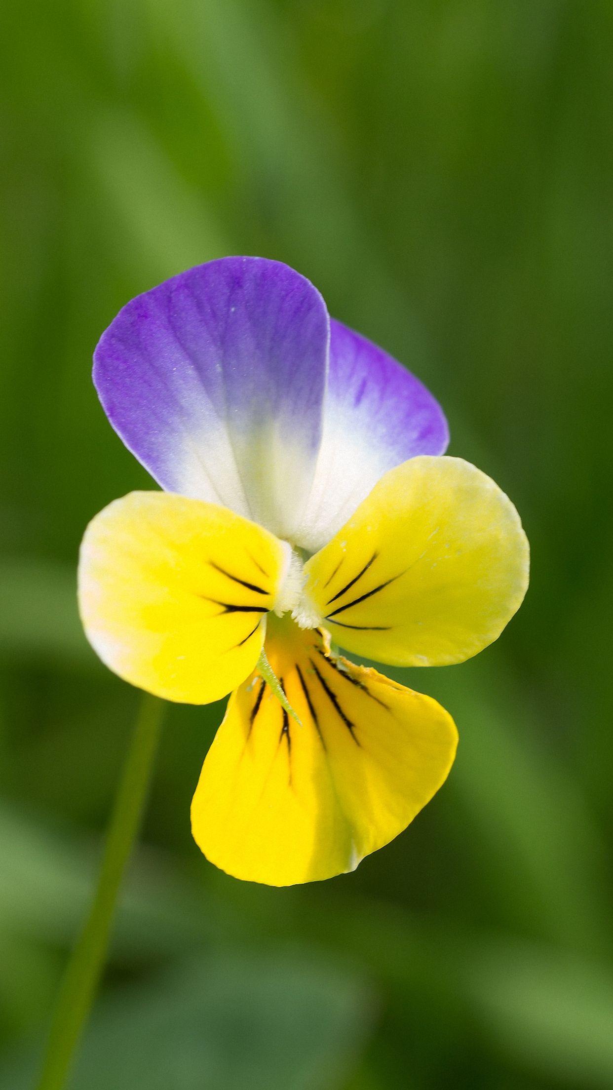 Cute Flower iPhone Wallpapers Top Free Cute Flower iPhone Backgrounds