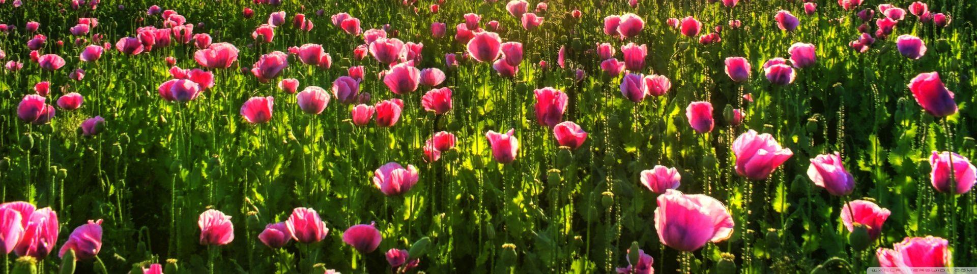 Flowers Dual Screen Wallpapers Top Free Flowers Dual Screen