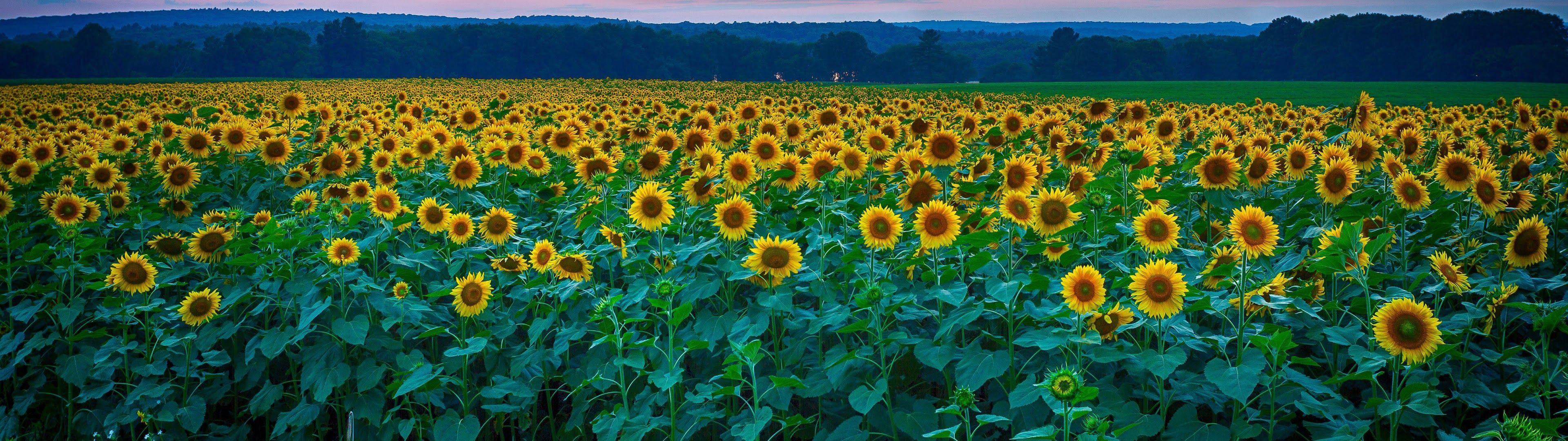 Flowers Dual Screen Wallpapers Top Free Flowers Dual Screen