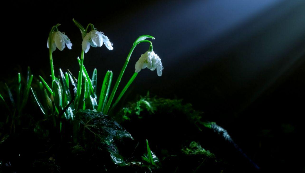 Panoramic Wallpaper Dual Screen Flowers