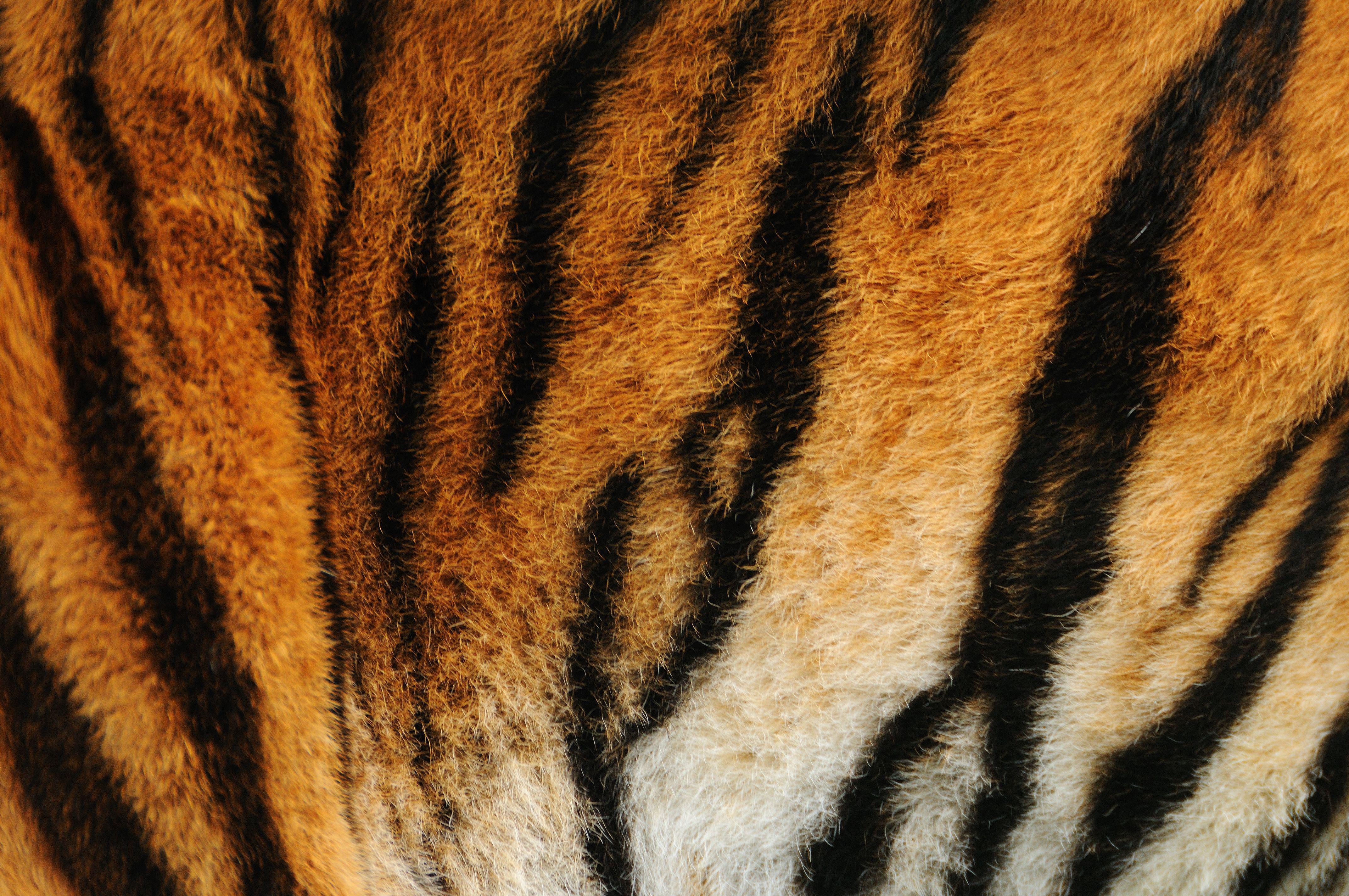 Tiger Print Wallpapers Top Free Tiger Print Backgrounds