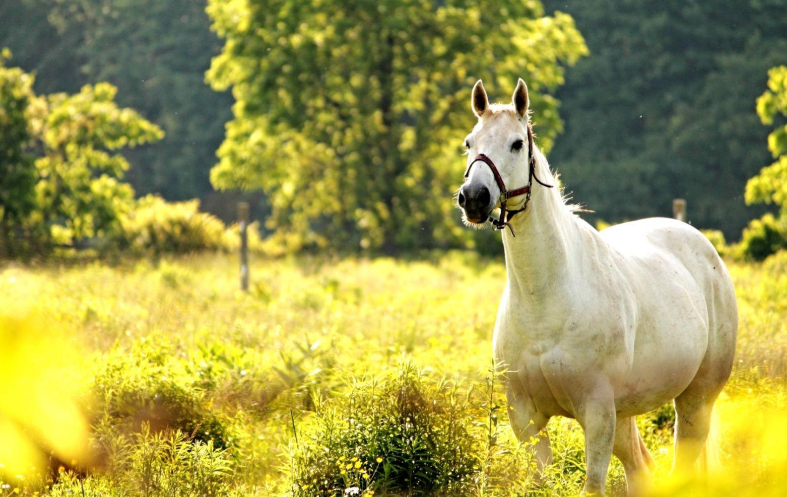 Spring Horse Wallpapers Top Free Spring Horse Backgrounds
