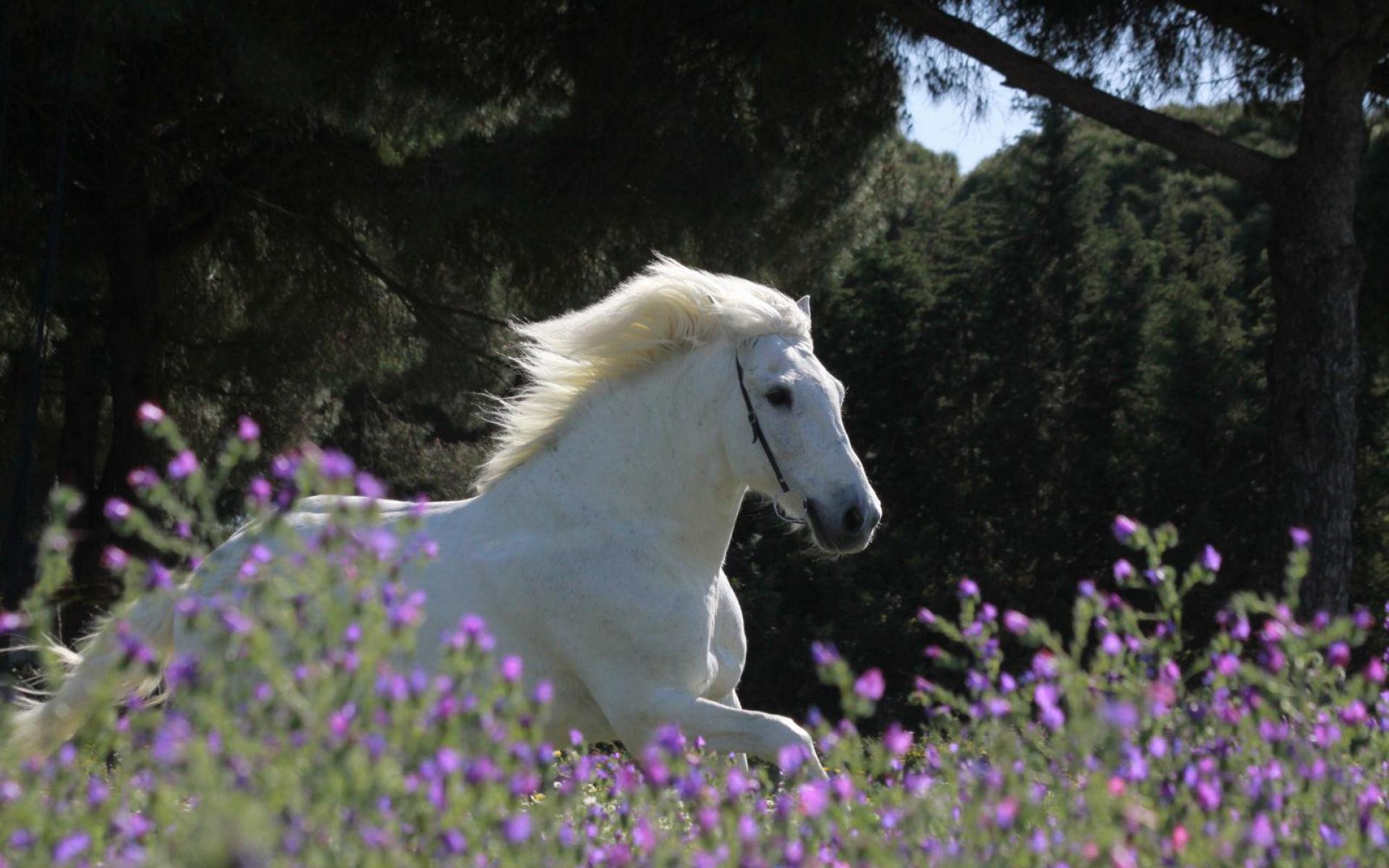 Spring Horse Wallpapers Top Free Spring Horse Backgrounds
