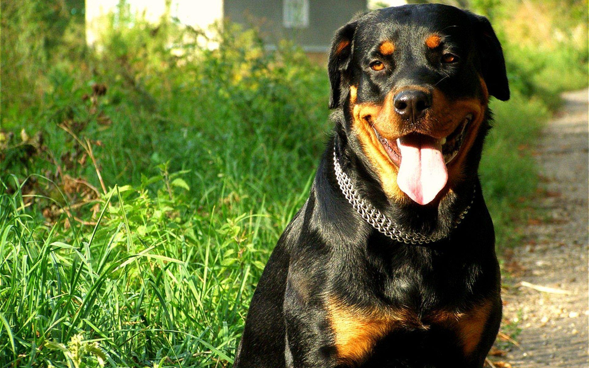 Rottweiler Dog Hd Wallpapers Dog wallpapers, backgrounds, images